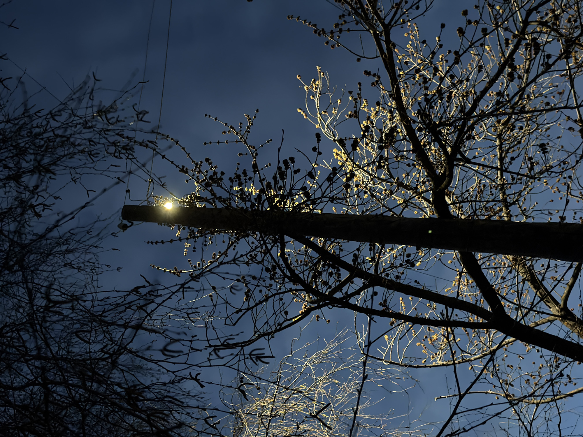 The image presents a striking upward view of a nighttime or deep twilight scene in Chaikovsky, Russia, characterized by a dramatic interplay of artificial light and natural silhouettes. A prominent, dark utility pole or wooden beam angles across the upper mid-frame, supporting a bright, circular light source, likely a streetlamp, that emits a powerful, almost star-like glow.
Numerous bare tree branches, indicative of late autumn or winter, are intricately woven across the sky. The intense light from the lamp catches and illuminates the multitude of small, tightly clustered buds or seed pods on these branches, causing them to glow with a shimmering, golden-yellow hue against the dark blue sky. This illumination highlights the delicate structure of the branches and creates a stark contrast with the darker, silhouetted branches that recede into the shadows further from the light. Denser clusters of these dark, bare branches frame the left and right edges of the composition.
The sky, a deep, clear blue, suggests a cloudless night or very early morning. No specific activity or event is occurring; the scene captures a moment of quiet stillness. The bare trees and the artificial illumination against the dark sky evoke a sense of cold, still air typical of a northern winter evening. There is no visible text within the image.