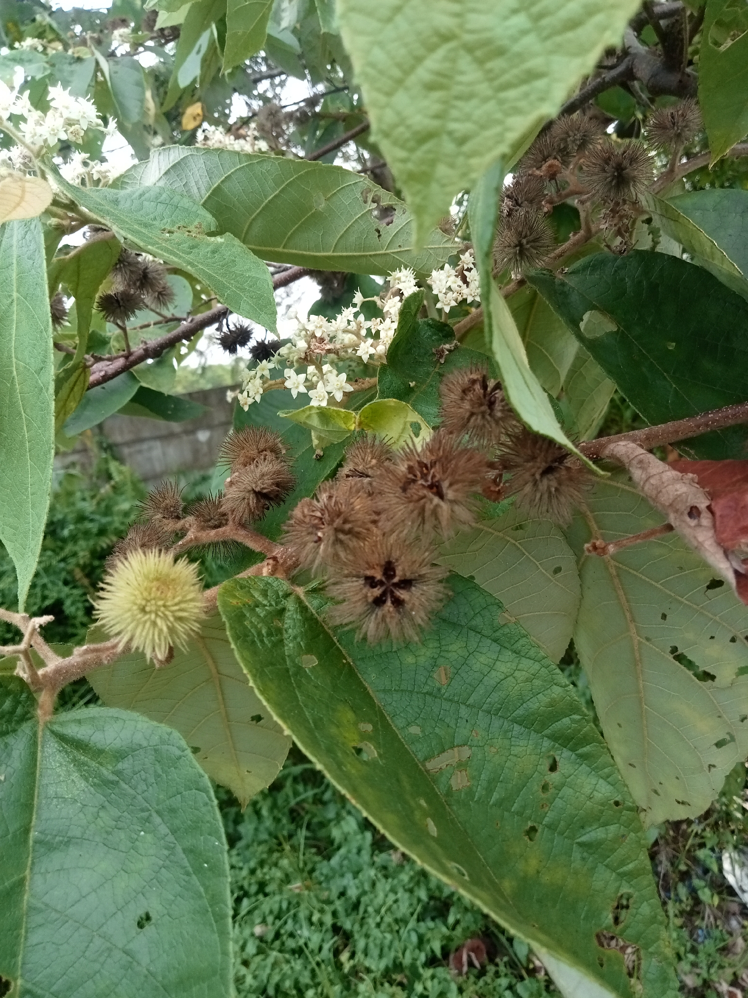 In Teluk Kenidai, Indonesia, this image captures a close-up view of a plant with green leaves and brown, spiky seed pods. Several of these seed pods are clustered together on a branch, while one, lighter in color and less developed, is visible to the left. Small white flowers are also present on the plant. The background consists of more greenery and what appears to be a grey stone wall. The lighting suggests it is daytime.