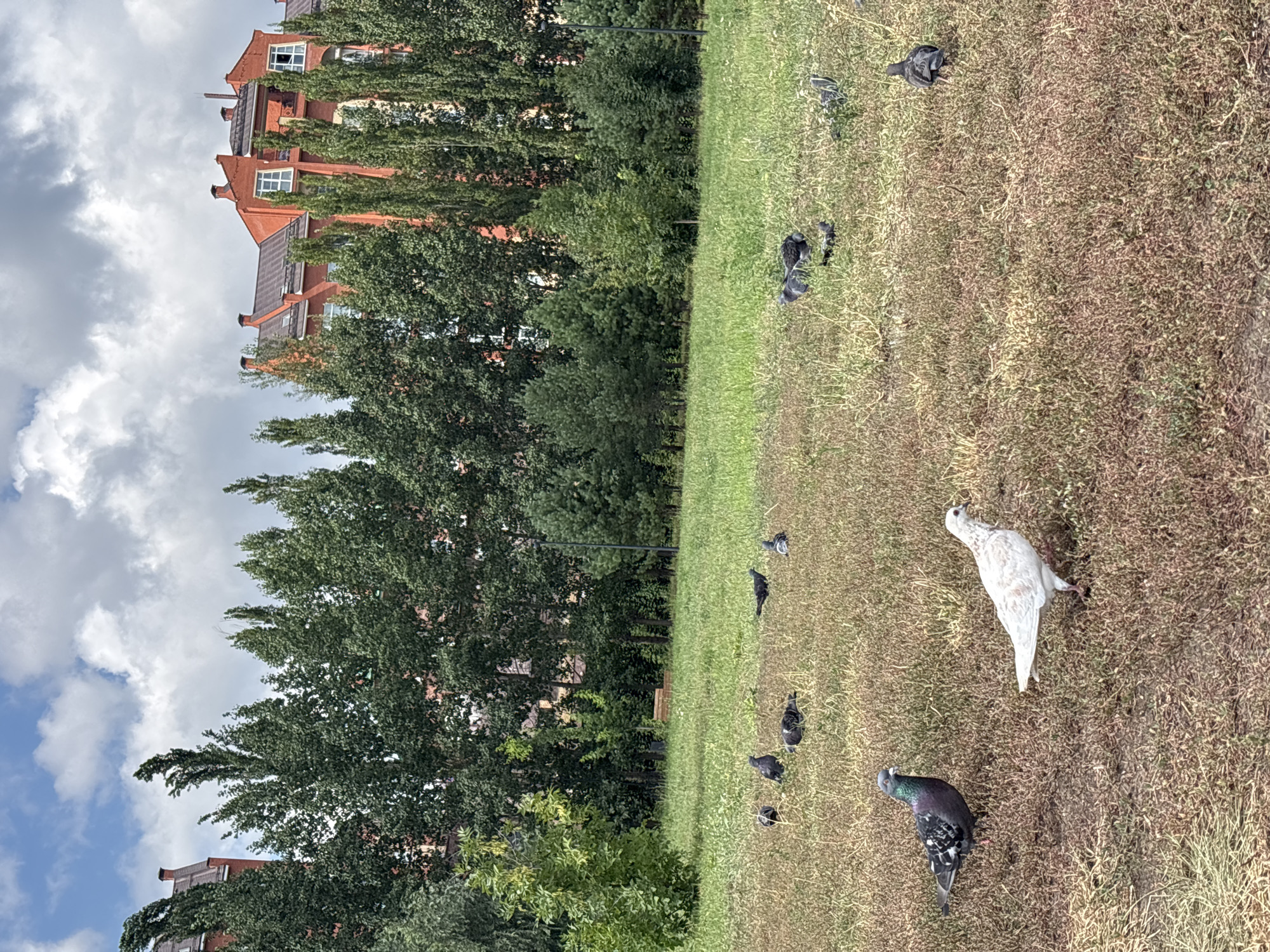 This is a medium-shot, eye-level, outdoor photograph taken on a cloudy day in the city of Orenburg, Russia. The scene depicts a patch of dry, brown grass and scattered green patches of grass, likely a park or grassy area. In the foreground, a group of pigeons are scattered across the ground. One pigeon, predominantly grey with iridescent neck feathers and black markings on its wings, stands prominently in the lower left corner. To its right, a white pigeon with faint speckles is walking. Further back, several other pigeons, mostly grey, are visible, with some foraging and others standing. In the background, a dense line of tall, slender trees with dark green foliage runs horizontally across the image. Behind the trees, a section of an orange brick building with multiple windows and red-tiled roofs is visible, suggesting an urban or suburban setting. The sky above is partly cloudy, with white and grey clouds against a pale blue sky. The overall impression is a natural scene within an urban environment.