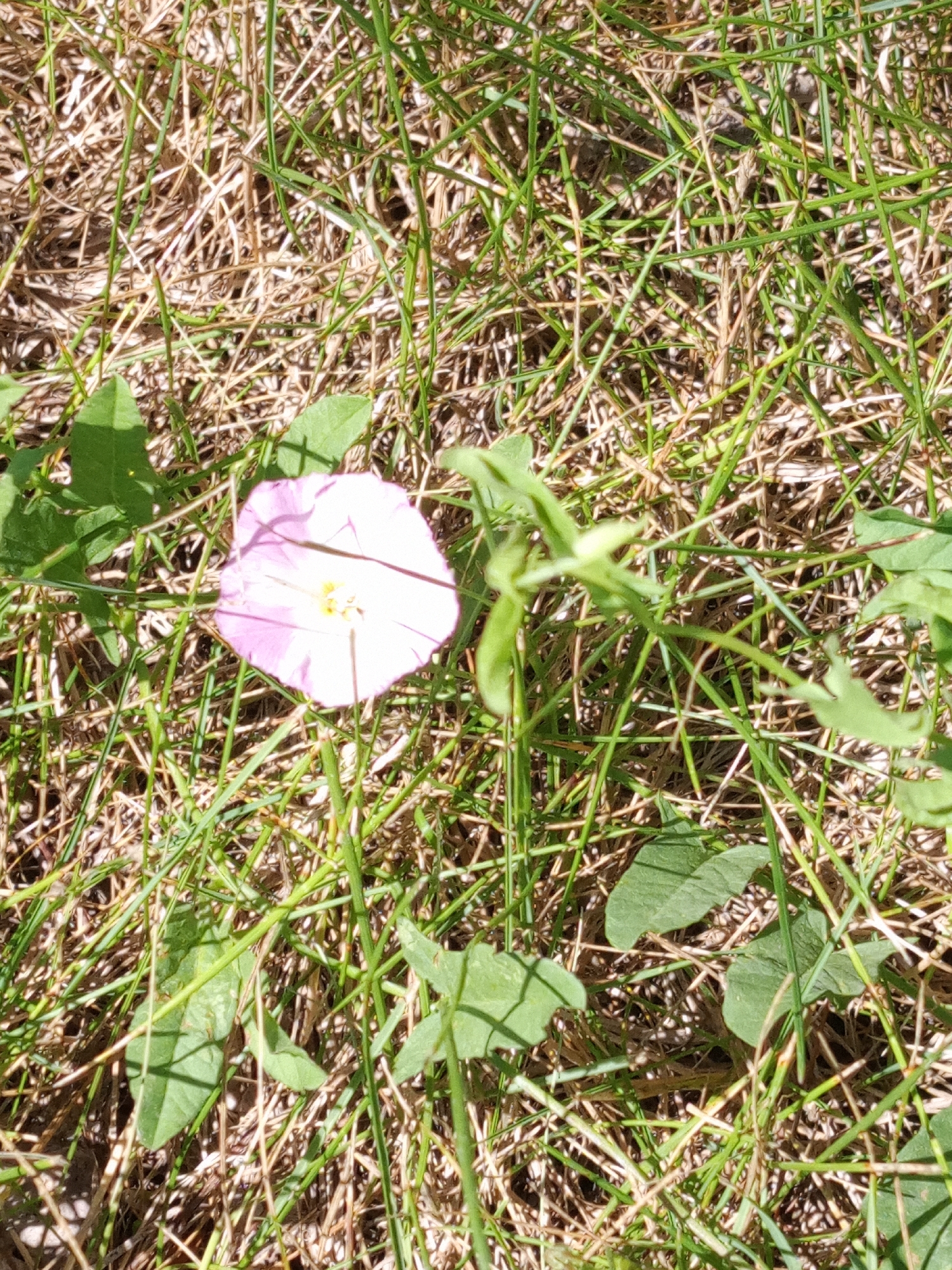 A single, delicate pink and white flower with a yellow center rests amidst dry grass and green blades. The flower is roughly funnel-shaped, with five distinct petals that appear slightly translucent. Green leaves, some appearing somewhat wilted, are scattered around the flower, partially obscuring the ground. The overall impression is one of a small wildflower in a natural, perhaps slightly neglected, grassy area. The lighting suggests it is daytime, with shadows cast by the foliage. The location is not specified.