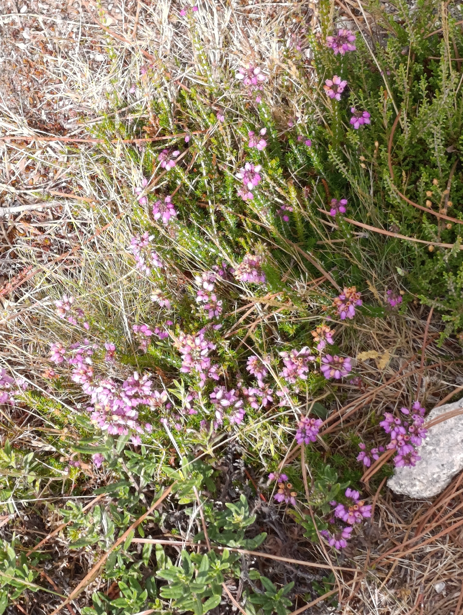 The image shows a close-up, overhead view of a patch of ground in Terras de Bouro, Portugal, featuring blooming heather plants and dry, brown grass. The heather has small, pinkish-purple flowers that are clustered on thin, green stems. Interspersed with the heather are dry, straw-like grasses and some pine needles. A light gray rock is visible on the right side of the image. The scene depicts a natural, outdoor environment, likely a heath or moorland common in the region of Terras de Bouro. There are no people or animals present. The lighting suggests it is daytime, with sunlight illuminating the vegetation.
