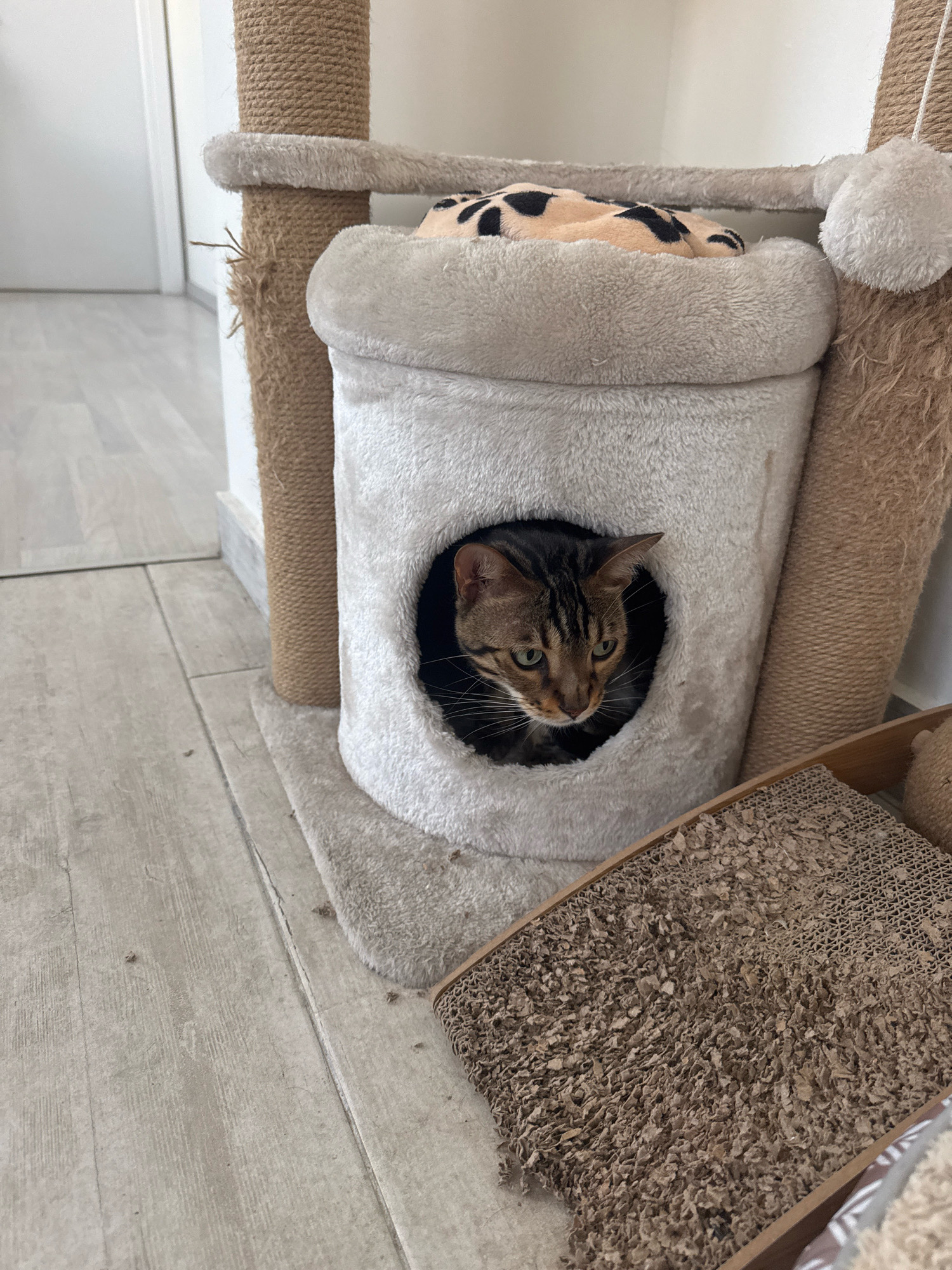 In Agios Tychona Community, Cyprus, a domestic cat with brown and black tabby markings is peeking out of a round opening in a multi-level cat tree. The cat tree is upholstered in a light gray, fuzzy material and features a sisal rope scratching post. A beige and black patterned blanket is visible in the upper portion of the cat tree. In the foreground, a cardboard cat scratcher lies on a light-colored wooden floor. The environment suggests an indoor residential setting.