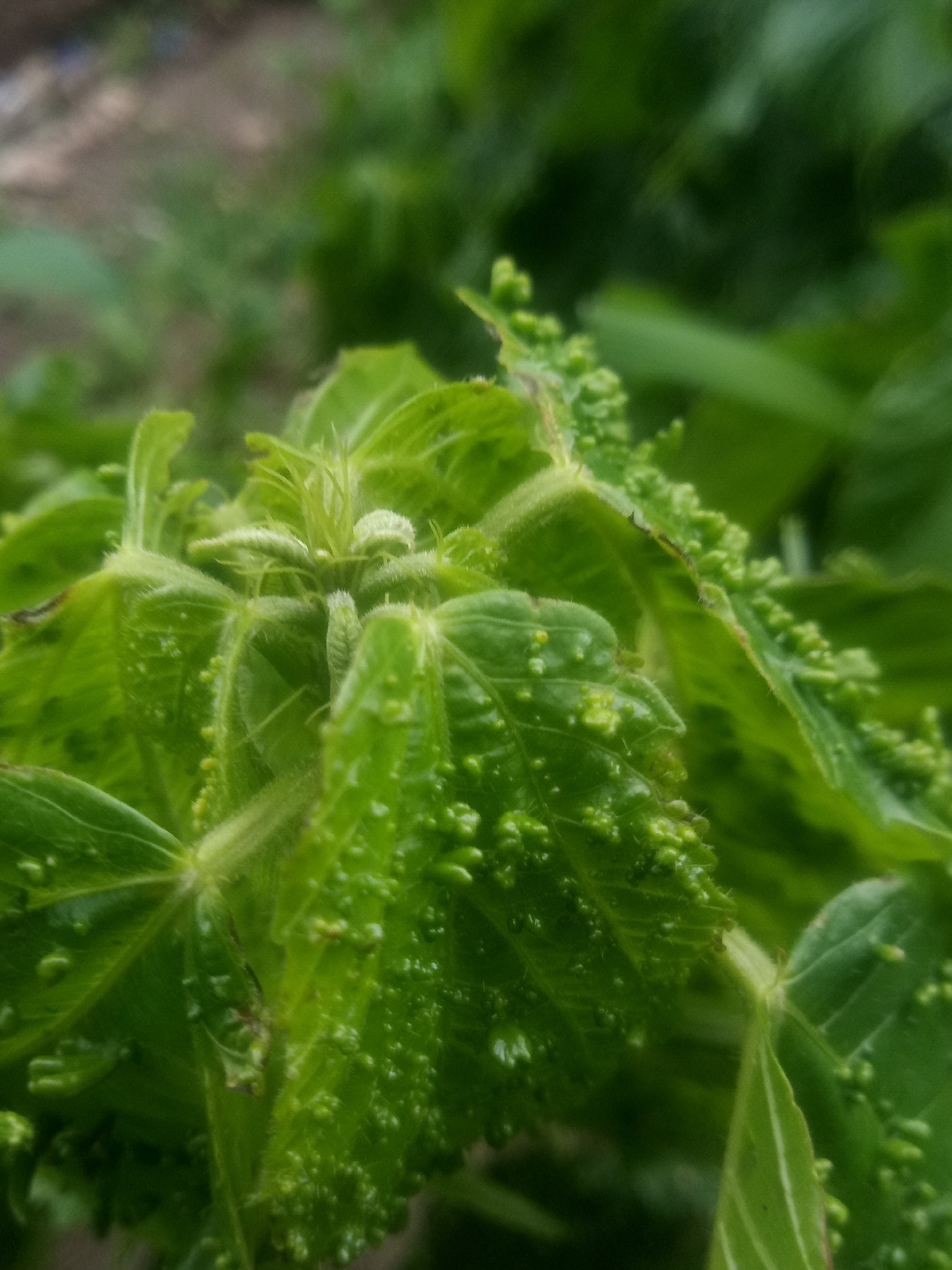 The image shows a close-up view of green leaves with numerous small, bumpy growths on their surfaces. The leaves appear to be part of a plant with compound leaves, as evidenced by the arrangement of leaflets. The growths are concentrated on the upper and lower surfaces of the leaves, and some appear to be developing along the veins. The overall texture of the leaves is fuzzy due to the presence of fine hairs, particularly along the stems and the edges of the leaves.
The plant is in a natural setting, with out-of-focus greenery in the background suggesting an outdoor environment, possibly a garden or a wild area. The lighting appears to be natural, suggesting it was taken during the daytime. There are no people or man-made objects visible in the image. The image focuses on the detailed texture and the unusual growths on the leaves, which could be indicative of a plant disease, insect infestation, or a natural growth pattern. No text is visible in the image.