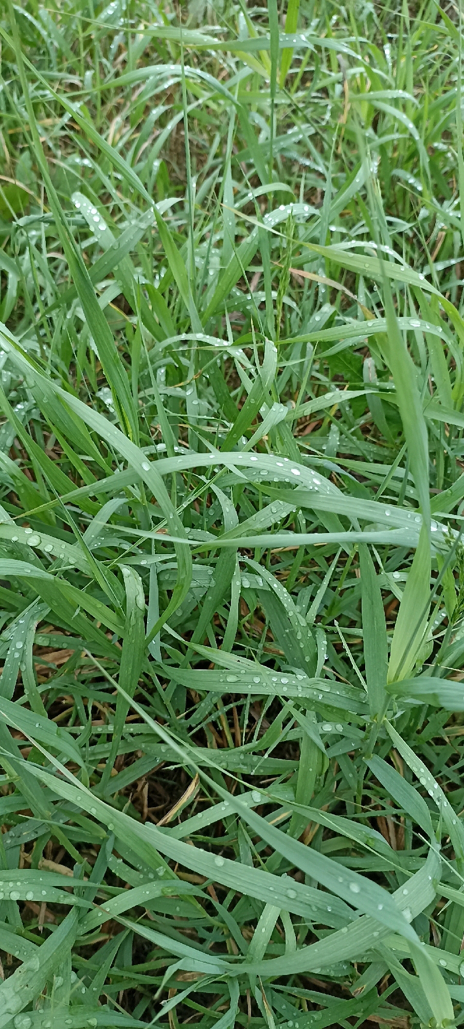 The image displays a close-up, overhead view of dense green grass with numerous water droplets scattered across the blades. The grass appears to be outdoors, and the lighting suggests it is daytime, though no sky is visible. The background consists of more grass and some dry brown debris. There are no people, animals, or man-made objects in the frame. The scene is a natural, outdoor environment.