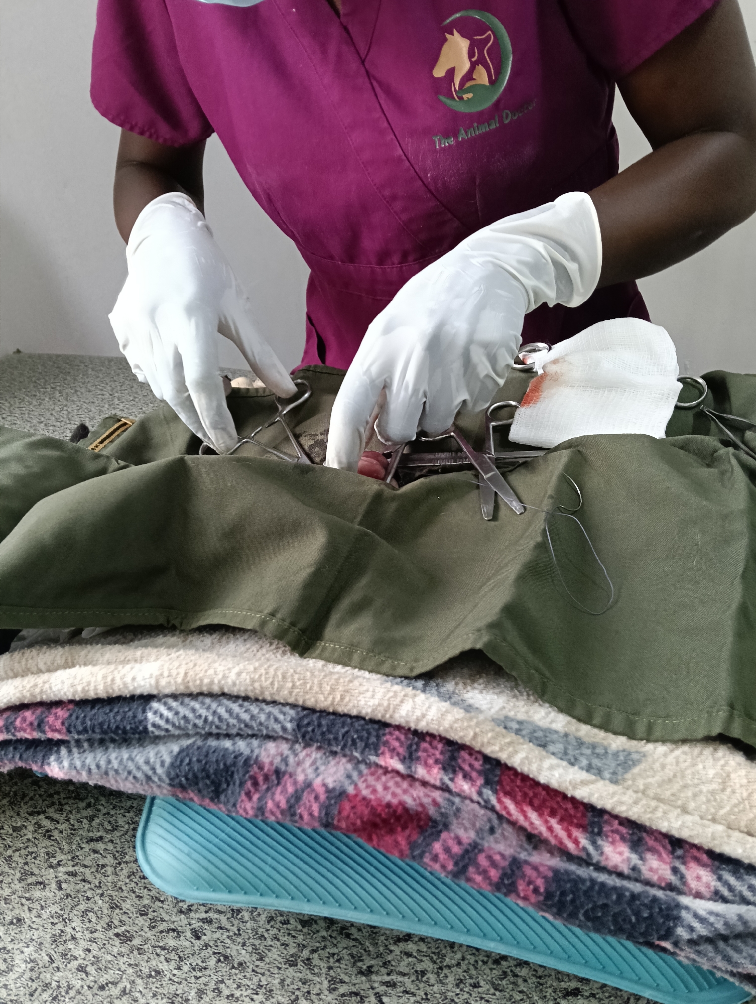 A close-up, eye-level shot shows a veterinarian wearing a magenta scrub top with "The Animal Doctor" embroidered on it and white disposable gloves. The veterinarian is performing a medical procedure on an animal that is covered by a green drape. Surgical instruments, including forceps and scissors, are visible on the drape. A blood-stained gauze pad is also present. The surgical area is set up on a table covered with patterned blankets and a blue heating pad, suggesting a sterile environment for animal care. The scene is likely within a veterinary clinic or animal hospital in Nairobi, Kenya.