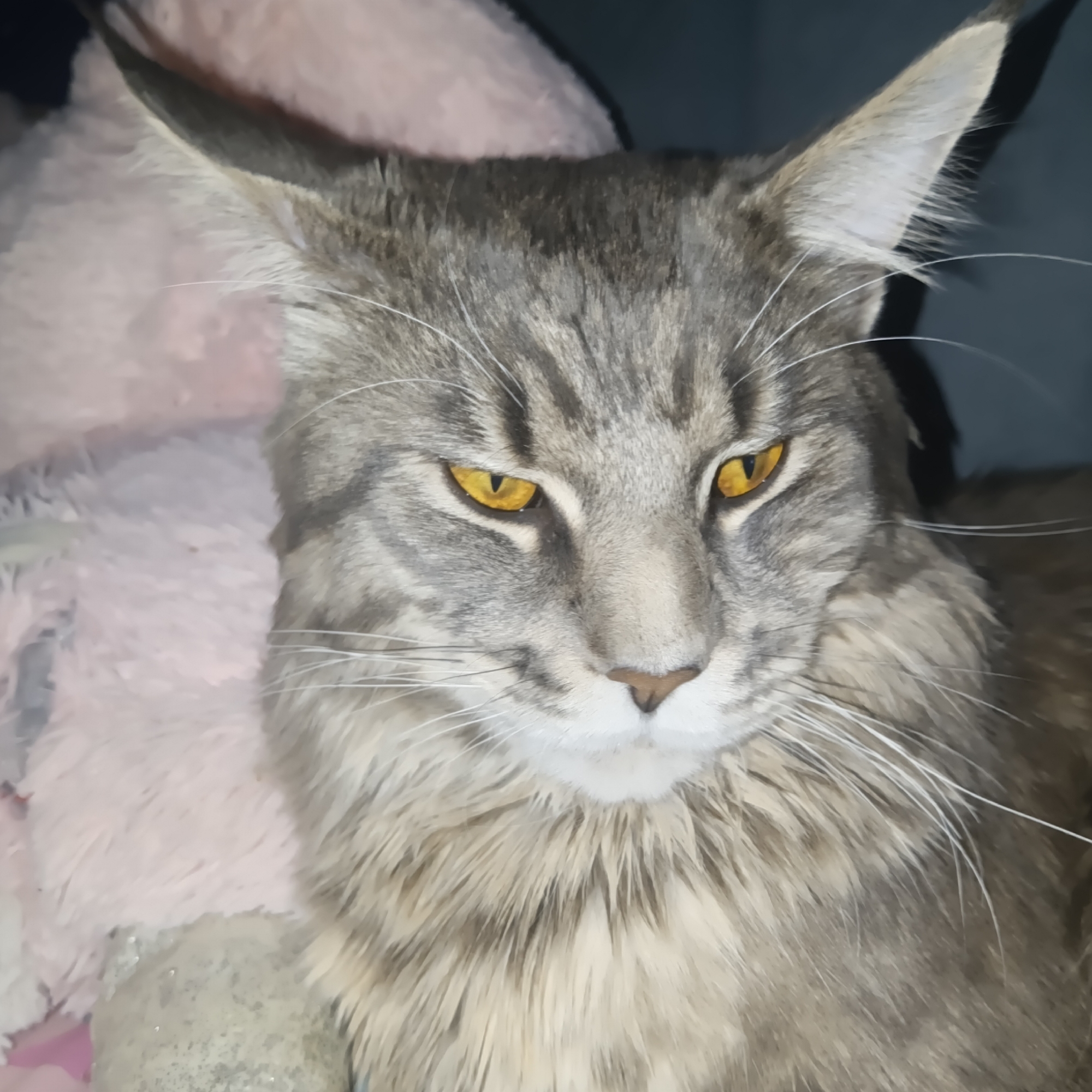 A close-up indoor shot features a gray tabby Maine Coon cat with amber eyes. The cat is resting, with the left side of its head and body leaning against a pink fluffy pillow and a silvery plush toy. The background appears dark, likely a sofa or wall. The location is not discernible from the image; the inclusion of the city of Chaikovsky, Russia, is not justified by the content of the image.