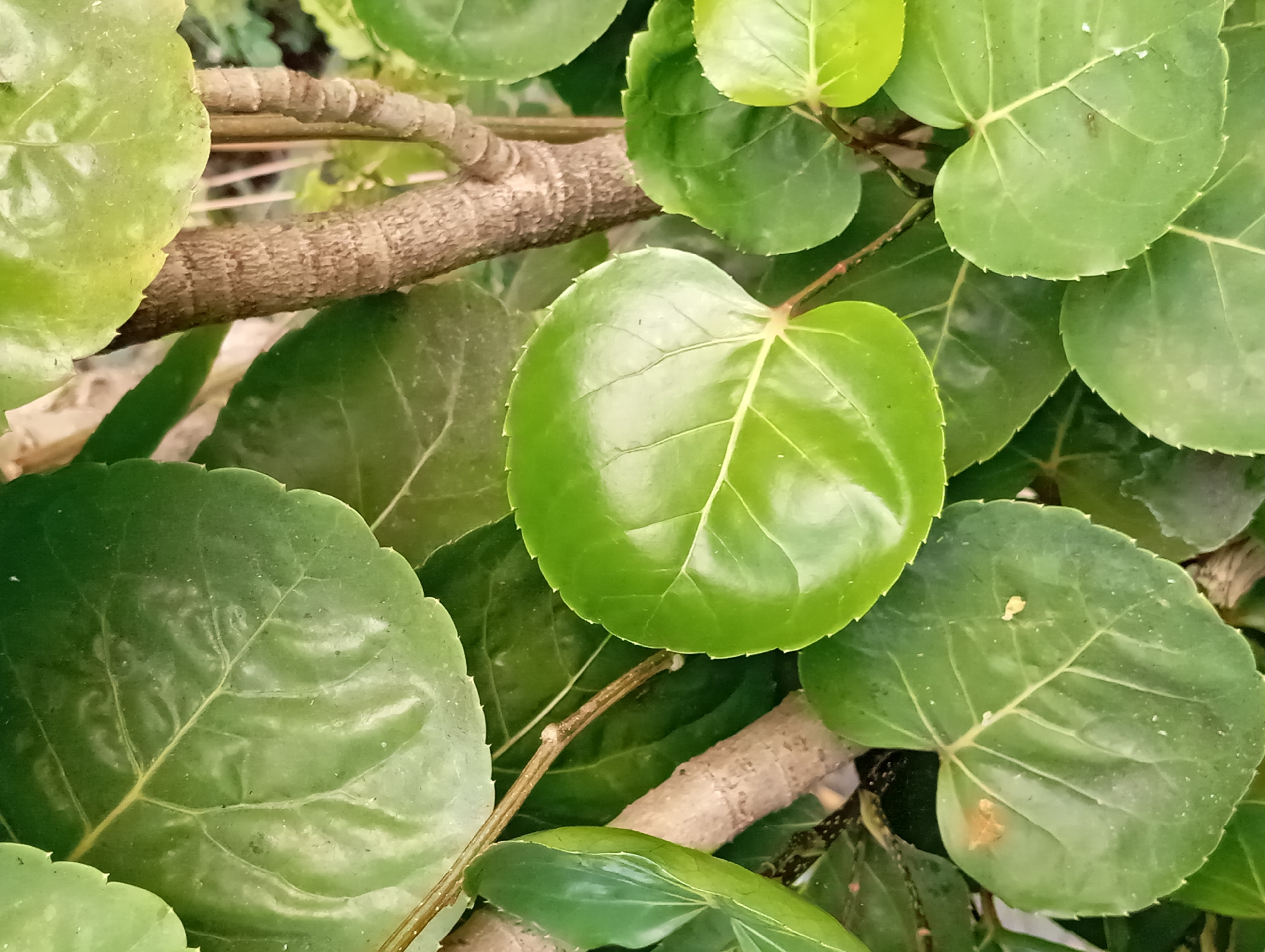 This is a close-up, eye-level shot of the leaves and branches of a plant. The leaves are large, round, and a vibrant green, with visible veins. The plant's branches are woody and textured. The background is filled with more green leaves, creating a dense foliage effect. The lighting suggests it is daytime. There are no people or any discernible human activity in the image. This image was captured in Ketanireng, Indonesia.