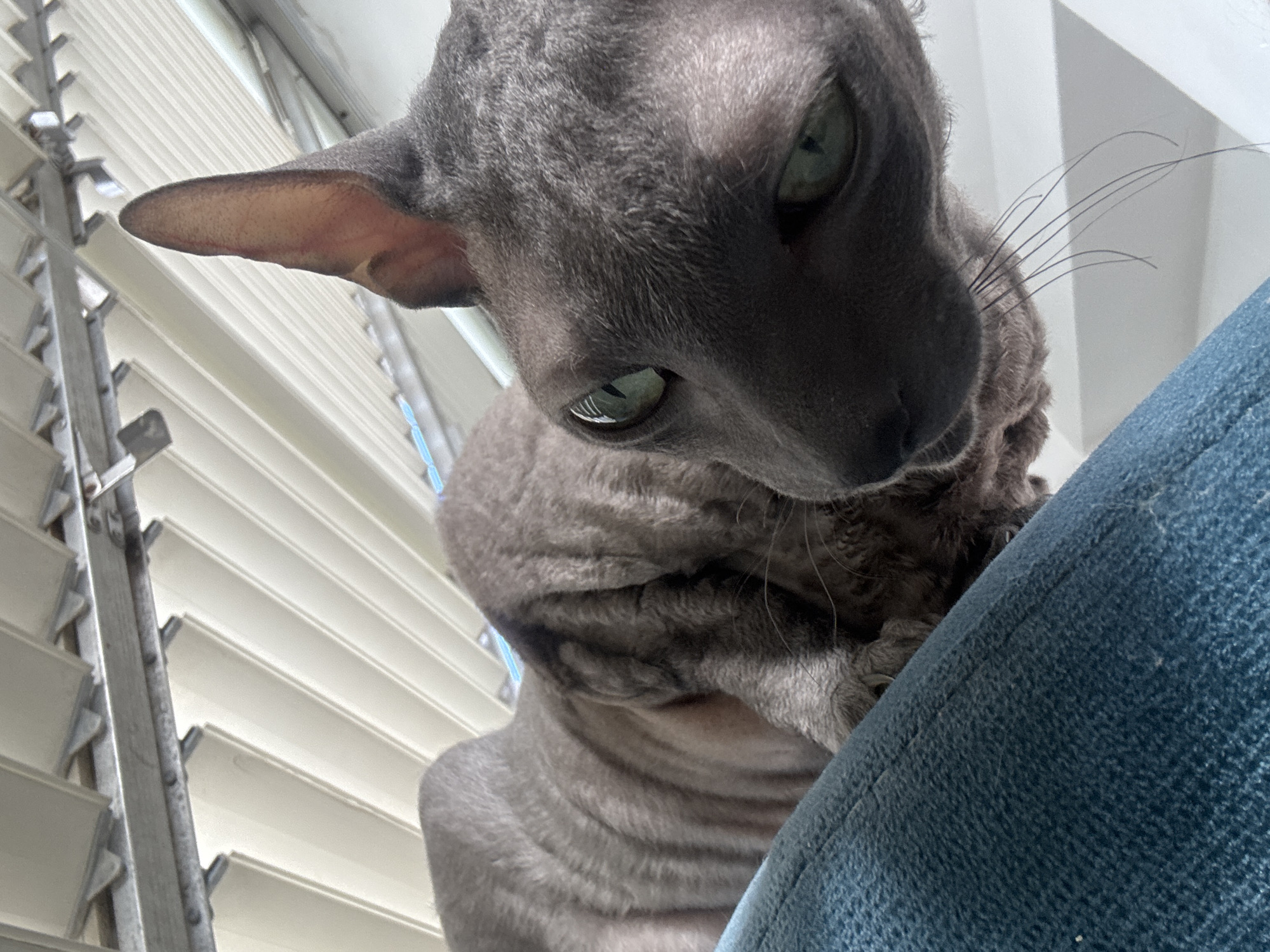 The image shows a close-up view of a hairless cat with grey, wrinkled skin and green eyes. The cat is positioned on a blue surface, possibly a cushion or furniture. The background consists of a series of light-colored, parallel blinds or louvers, suggesting an indoor environment with windows. There are no visible people or any indication of the city of Ramat Gan, Israel in the image. The lighting suggests it is daytime, with shadows cast on the cat's face.