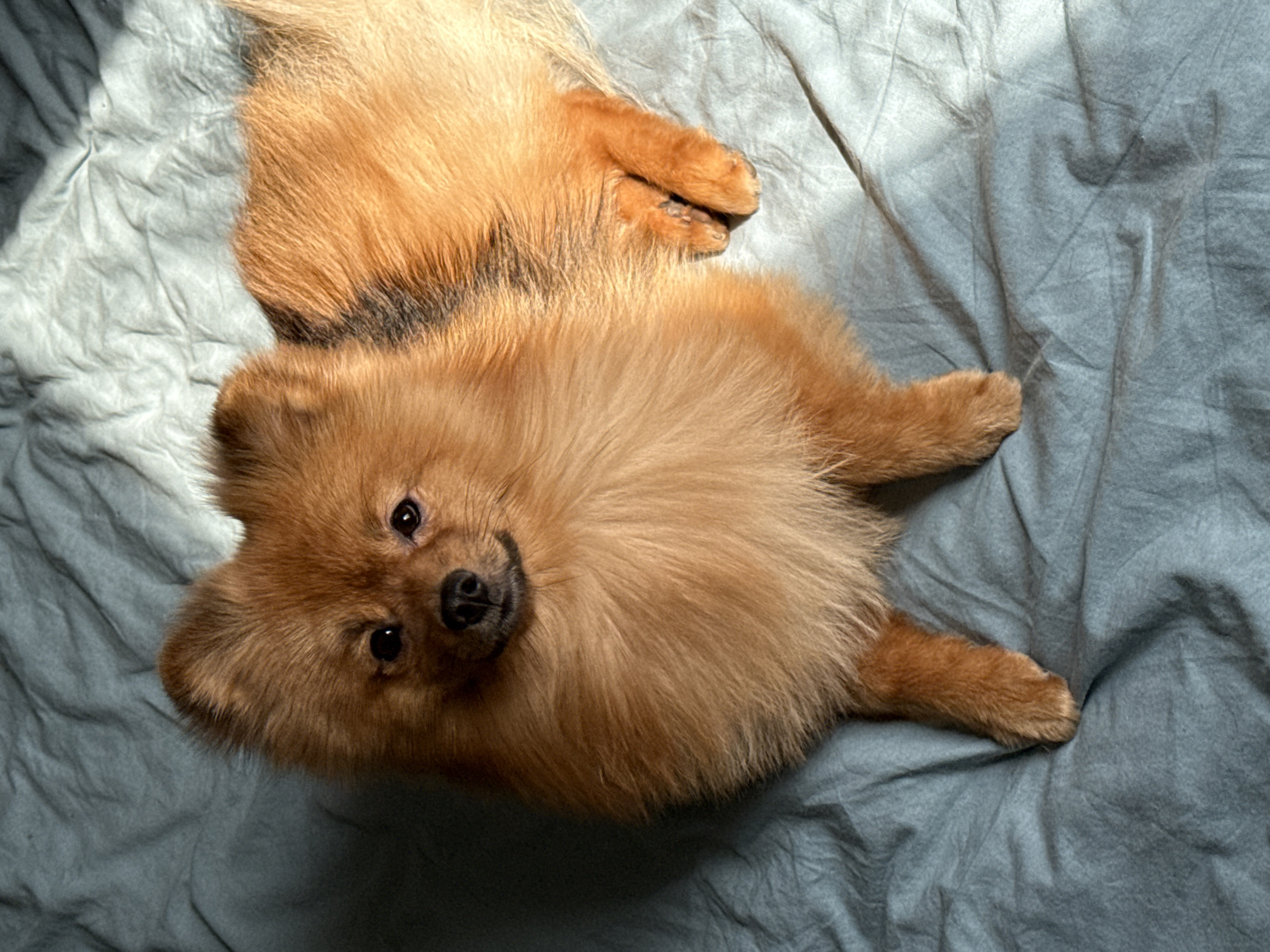 A reddish-brown, fluffy dog, consistent with a Pomeranian breed, is depicted lying on a rumpled, light blue-grey textile surface, likely a bed, in the city of Khimki, Russia. The dog's head is positioned centrally, facing directly towards the viewer. Its dark eyes and nose are visible, with the snout displaying a subtle upward curve. Its ears are upright. The dog's front paws are visible at the lower center of the frame, positioned close together. The animal's body extends towards the right, partially visible, showcasing the texture of its fur. A strong light source from the upper right illuminates the right side of the dog and the upper right portion of the textile, creating a gradient of light and shadow across the scene, with the left side appearing significantly darker.