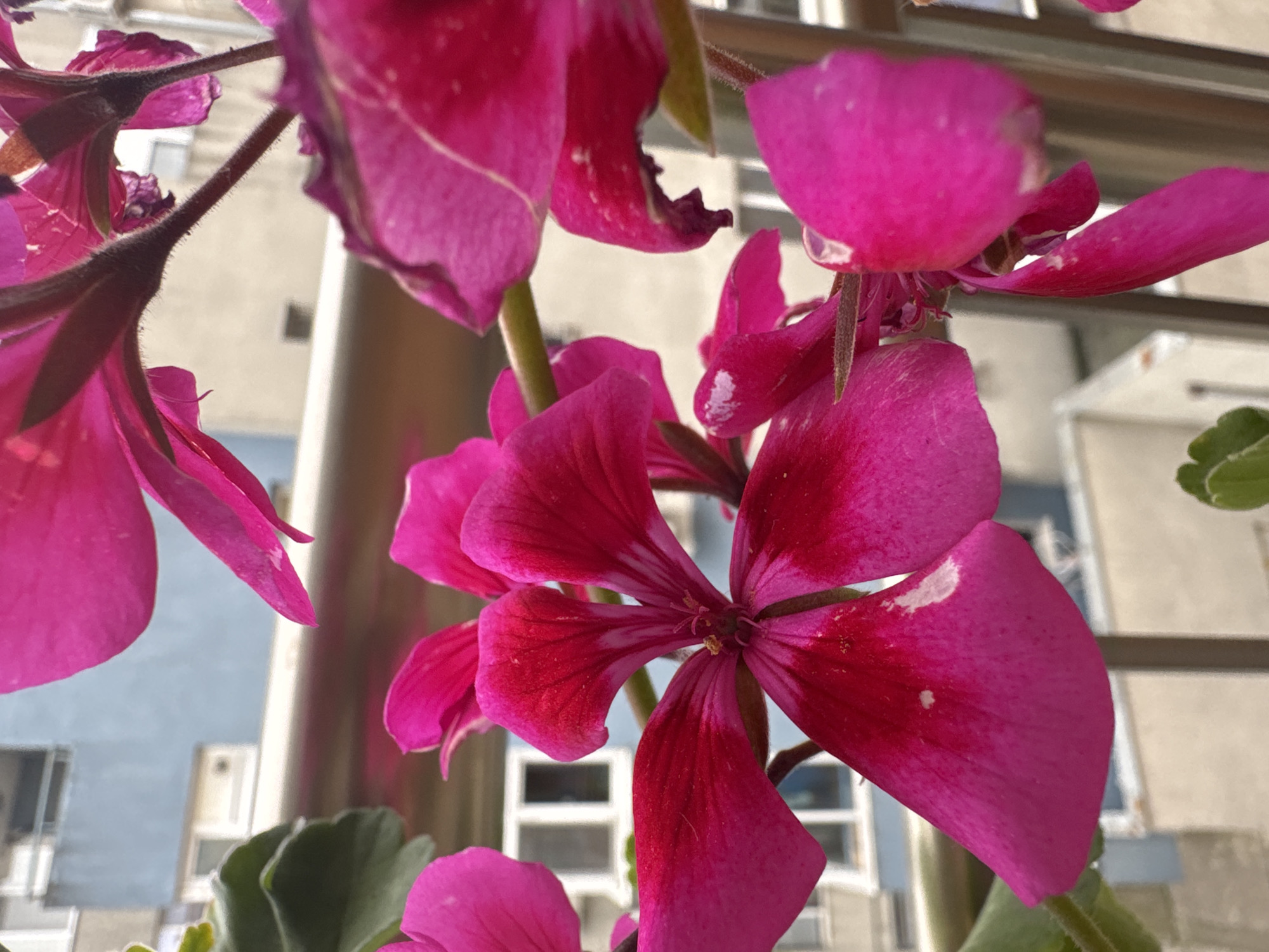The image features a close-up view of bright pink geranium flowers. The flowers are in focus, with some petals showing minor blemishes or color variations. A few green leaves are visible among the flowers. In the background, blurred elements of an urban environment are present. These include buildings with windows, likely indicating a residential area. The buildings are light-colored. The general composition suggests an indoor setting with a view towards an external urban scene. It is not possible to confirm the location of Burgas, Bulgaria, from the visual data provided.