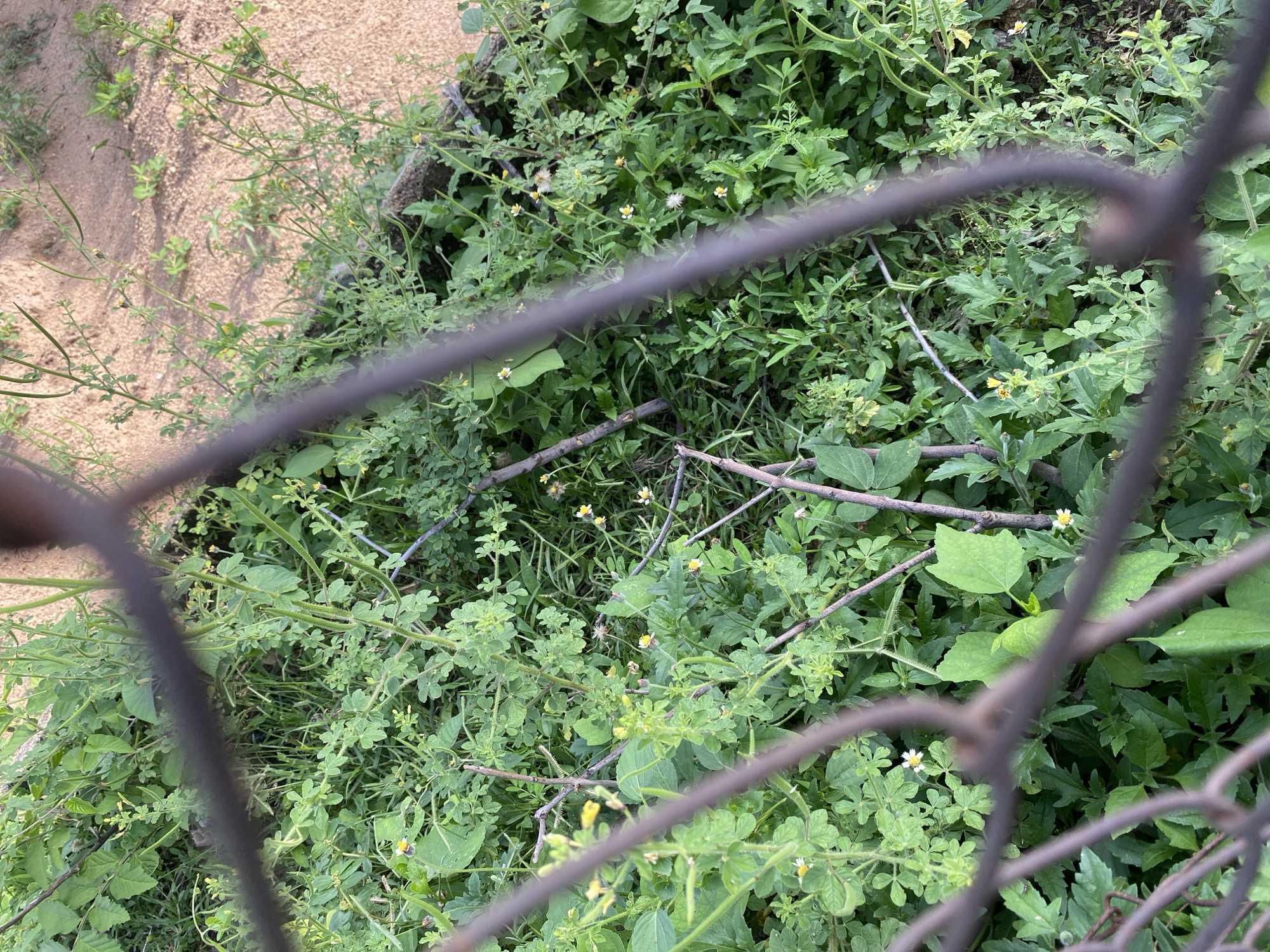 A close-up, high-angle shot looks down on a dense patch of green vegetation with scattered small white and yellow flowers. The foreground is dominated by the blurred, dark bars of a wire fence, obscuring portions of the plants. The vegetation appears wild and uncultivated, with a mix of clover-like leaves and taller, thin stems with small leaves. Some dry, thin branches lie amongst the green growth. In the background, a patch of light brown, sandy soil is visible, suggesting an outdoor, possibly semi-arid environment. The scene is likely a backyard or undeveloped area in Jalingo, Nigeria.