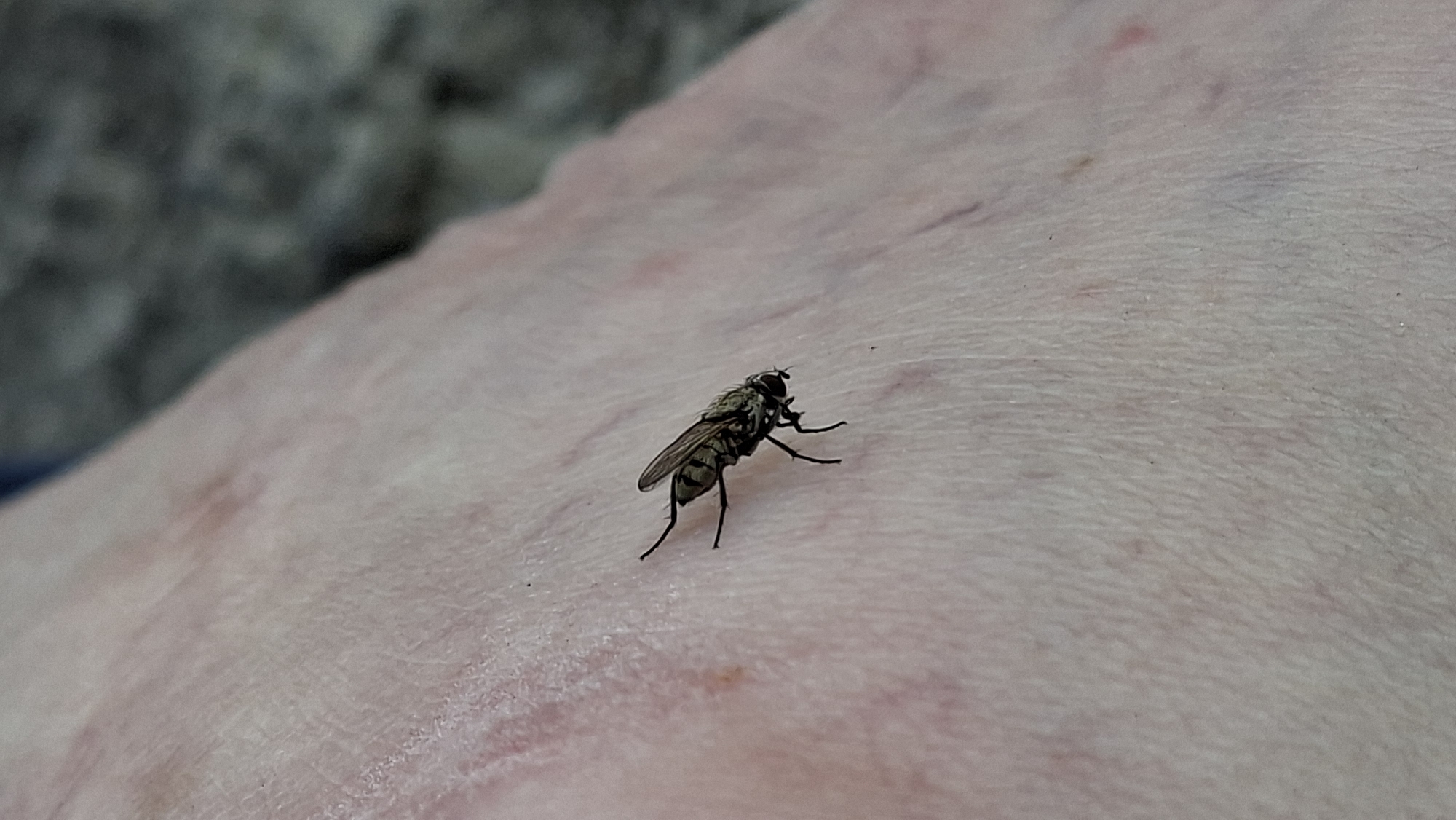 The image shows a close-up of a common housefly on human skin. The skin appears to be light-colored with some visible veins and possibly some light scarring or discoloration. The fly is dark-colored with visible wings and legs. The background is out of focus and appears to be a textured surface, possibly fabric or ground. There are no recognizable landmarks or features that would indicate a specific location within the city of Enns, Austria. The scene is a still image of an insect on skin.