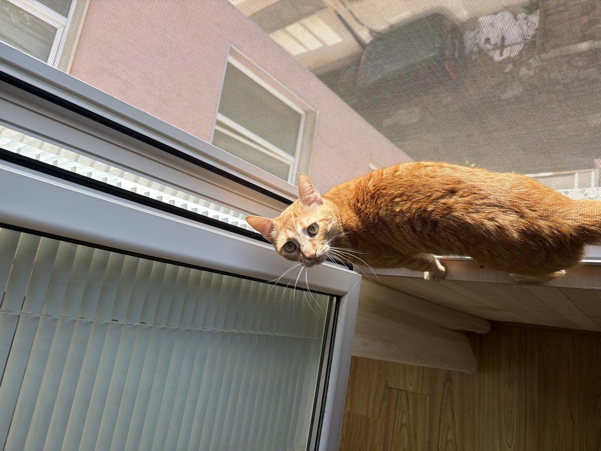An orange tabby cat is captured looking downwards with a curious expression from a perch next to a window in Varna, Bulgaria. The cat, with prominent green eyes and long white whiskers, has its head tilted towards the viewer, its body stretched across a white ledge or shelf. Its ginger fur is well-lit by the sun.
Through the window, which is covered by a fine mesh screen, the exterior of a light pink building with multiple windows is visible. The mesh screen creates a subtle grid pattern over the view of the building and the bright, sunny outdoor scene. The strong sunlight suggests it is daytime.
Below the window frame, partially open vertical blinds are visible, allowing glimpses of light. To the right of the window, a section of wooden floor or paneling is visible, completing the indoor scene. The cat's front paws are resting on the white ledge. The image conveys a moment of feline observation and curiosity in a sunlit indoor setting. No visible text is present.