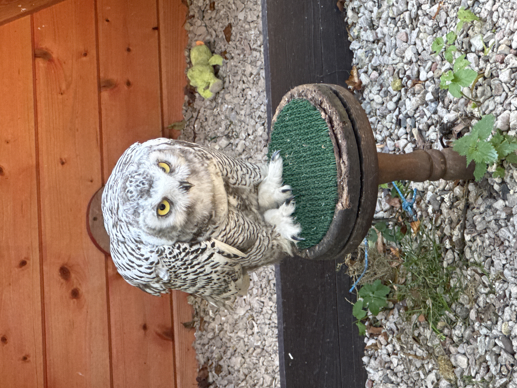 A snowy owl with piercing yellow eyes is perched on a green, circular platform with a wooden base. The owl faces forward, its white and black striped feathers prominent. Behind the owl is a wooden wall and a ground covered in gravel. To the right, a small, green stuffed toy resembling a frog lies on the gravel. The scene appears to be outdoors, possibly in an enclosure or aviary. The location is not Veliky Novgorod, Russia; this is a zoological setting.