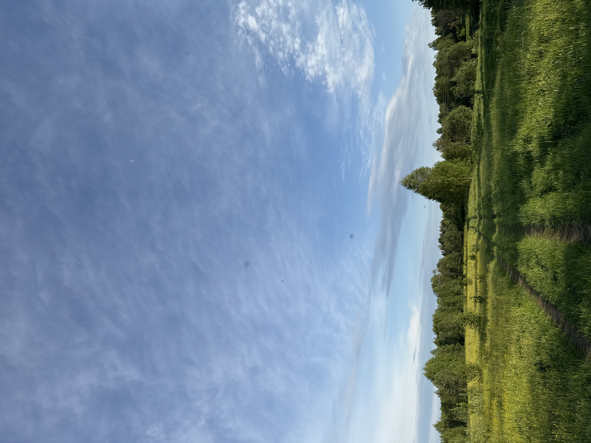 The image depicts a landscape scene likely taken in Egorii, Russia. A field of green grass and yellow wildflowers stretches along the right side of the frame, bordered by a line of trees. A dirt path runs through the field. The sky occupies a large portion of the image, displaying a gradient of blue with wispy clouds. A sliver of the moon is visible in the sky.