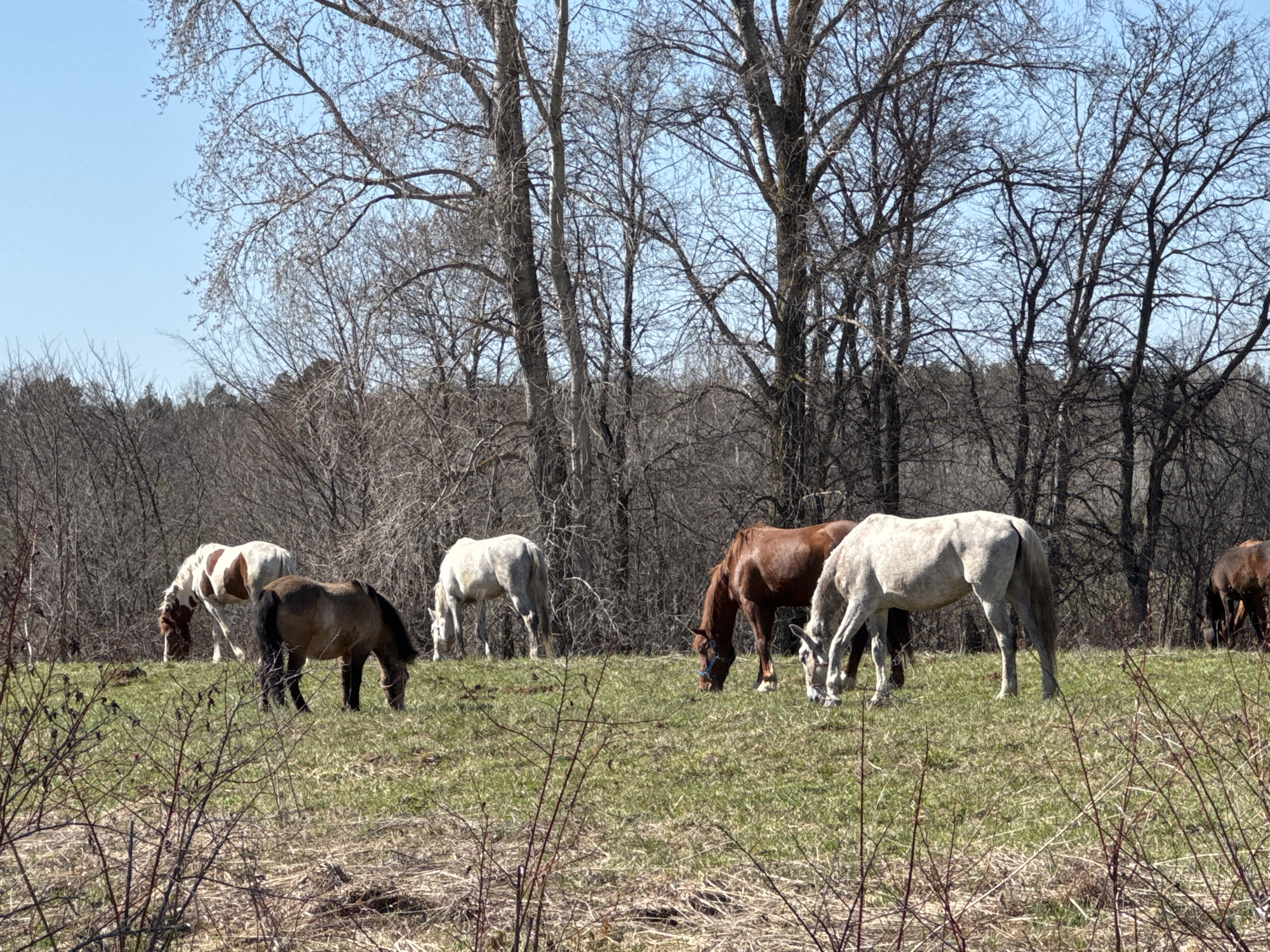 A scene of horses grazing in a grassy field is depicted. In the foreground are several horses of varying colors: white, brown, and piebald. They are actively grazing on the grass. The background consists of bare trees without leaves, suggesting it is either early spring or late autumn. The sky is a clear, pale blue. The location is Noviy, Russia.