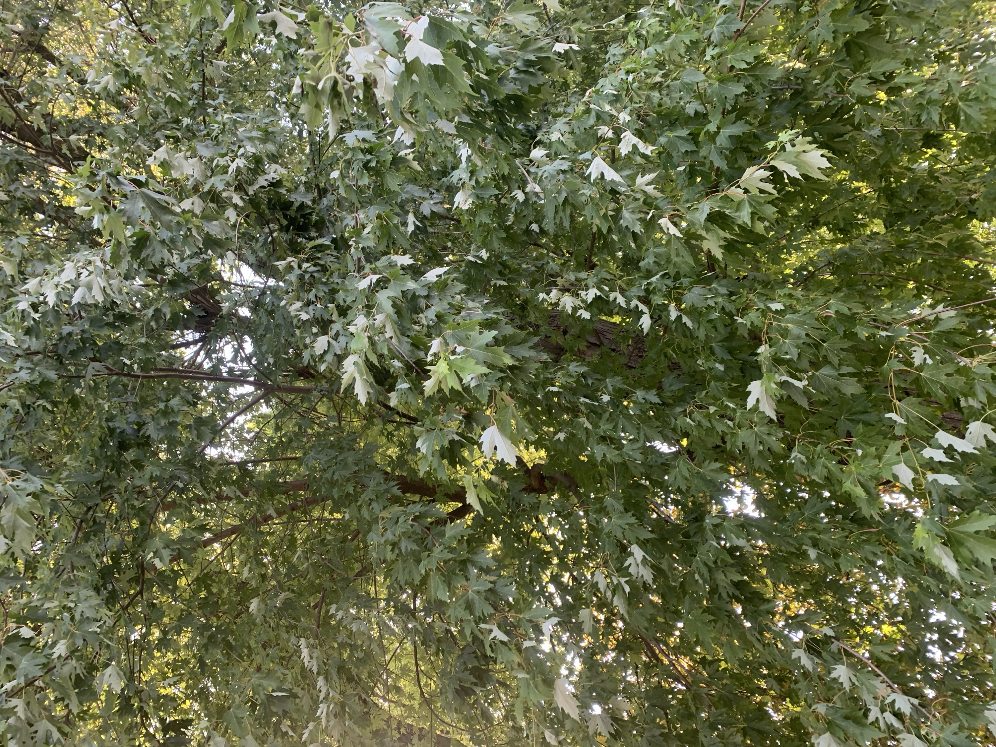 The image shows a close-up of a tree canopy with many green leaves. Sunlight filters through the leaves, creating bright spots and dappled shade. The leaves are broad and lobed, characteristic of a maple tree. The branches are visible, appearing brown and woody. Some leaves are lighter green or even pale, suggesting variations in maturity or light exposure. The perspective is looking upwards into the tree. The image does not depict any urban environment or specific location within Kolomyia, Ukraine, as it is solely focused on the natural elements of the tree. There are no people, objects, or actions other than the natural state of the tree.