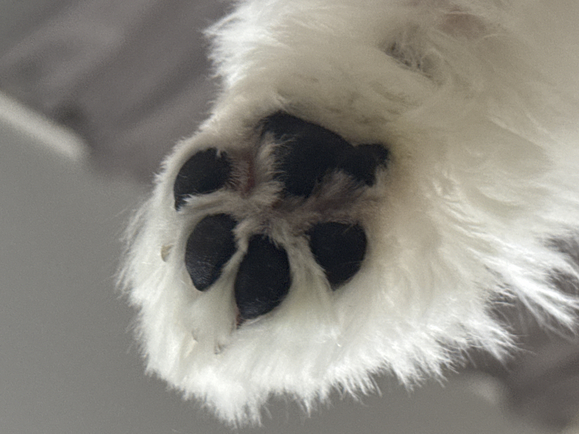 The image shows a close-up of a white fluffy paw with black paw pads. The paw is held up, with the paw pads facing the camera. The background is out of focus and appears to be a neutral color, possibly a blanket or bed. There is no visible indication of the location in Mikhaylovsk, Russia.