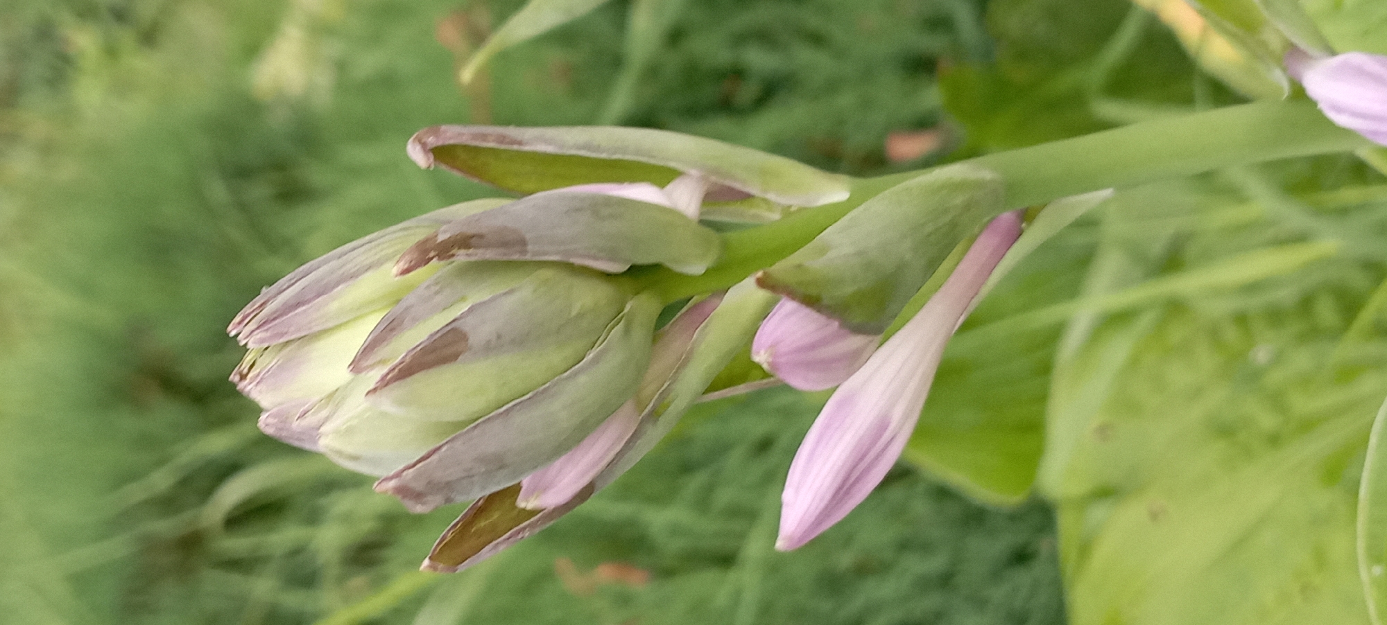 A close-up, vertical shot captures a budding flower with pale green and light purple petals. The flower is centrally located against a blurred green background of foliage, suggesting an outdoor, natural setting. The image's focus is on the delicate details of the flower's unopened petals and stem. There are no people or identifiable structures present. The scene is peaceful and still. The metadata indicates the image was taken in Radisne, Ukraine, on June 14, 2023, at 7:21 PM.