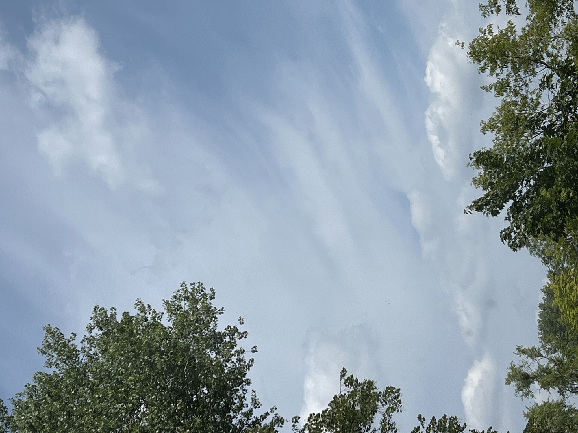 The image shows a view of the sky and trees from below. The sky is partly cloudy with streaks of white clouds against a pale blue background. The clouds appear wispy and elongated, suggesting wind. On the left and bottom edges of the image, the tops of green trees are visible. The leaves are dense and full, indicating a summer or late spring setting. The overall impression is of an outdoor scene, likely in a park or garden within Warsaw, Poland, given the context provided. No people or specific landmarks are discernible.