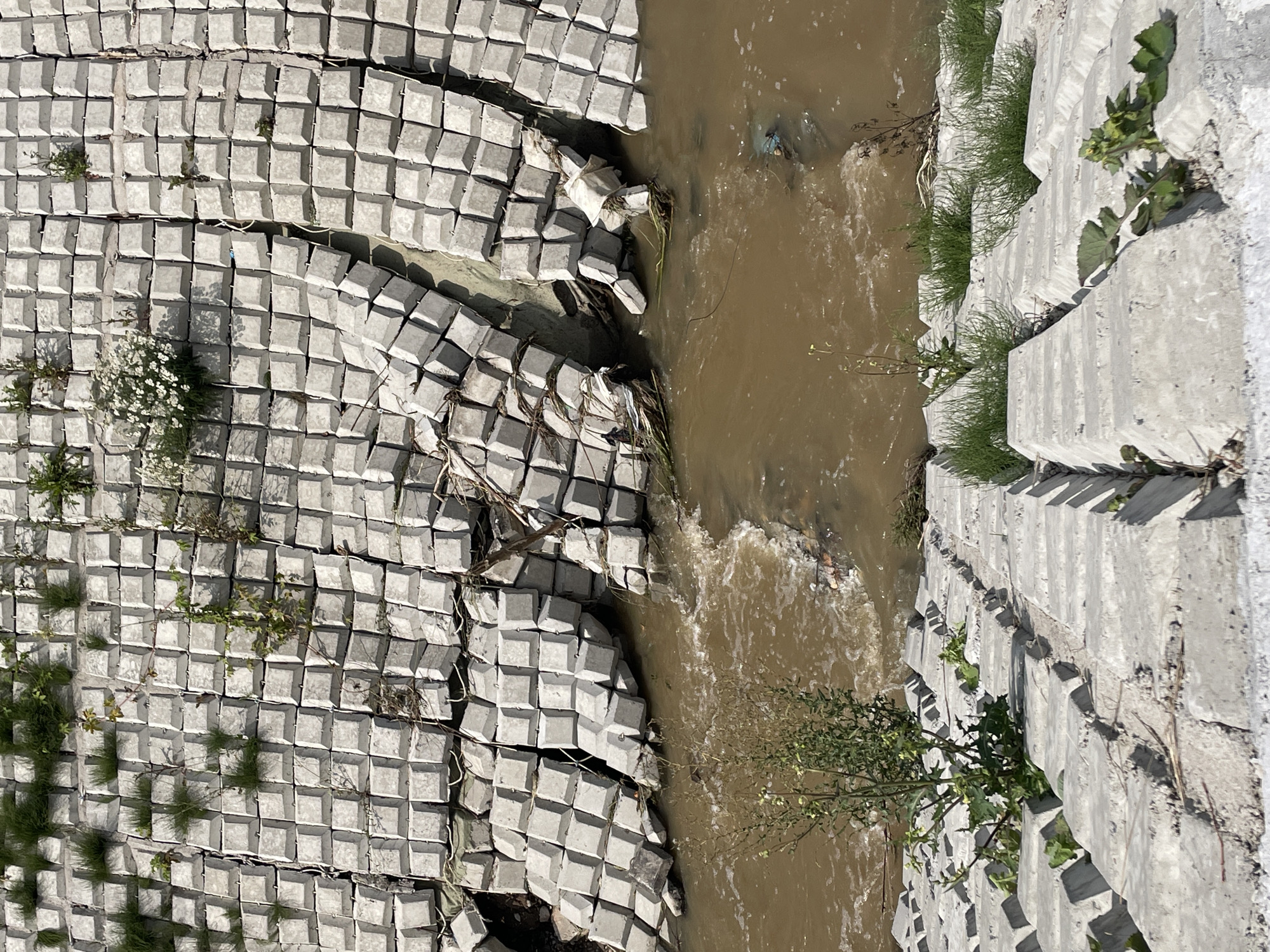 The image shows a section of a concrete revetment along a muddy river in Hrodna, Belarus. The revetment is constructed from interlocking, precast concrete blocks, many of which appear to be displaced or broken, particularly where the river's flow is strongest. Vegetation, including grass and some flowering plants, is growing in and around the concrete blocks, indicating a lack of regular maintenance. Debris, including plastic waste, is visible in the river near the damaged sections of the revetment. The river water is murky brown, suggesting sediment transport or pollution. The scene conveys a sense of disrepair and the impact of water erosion on man-made structures.