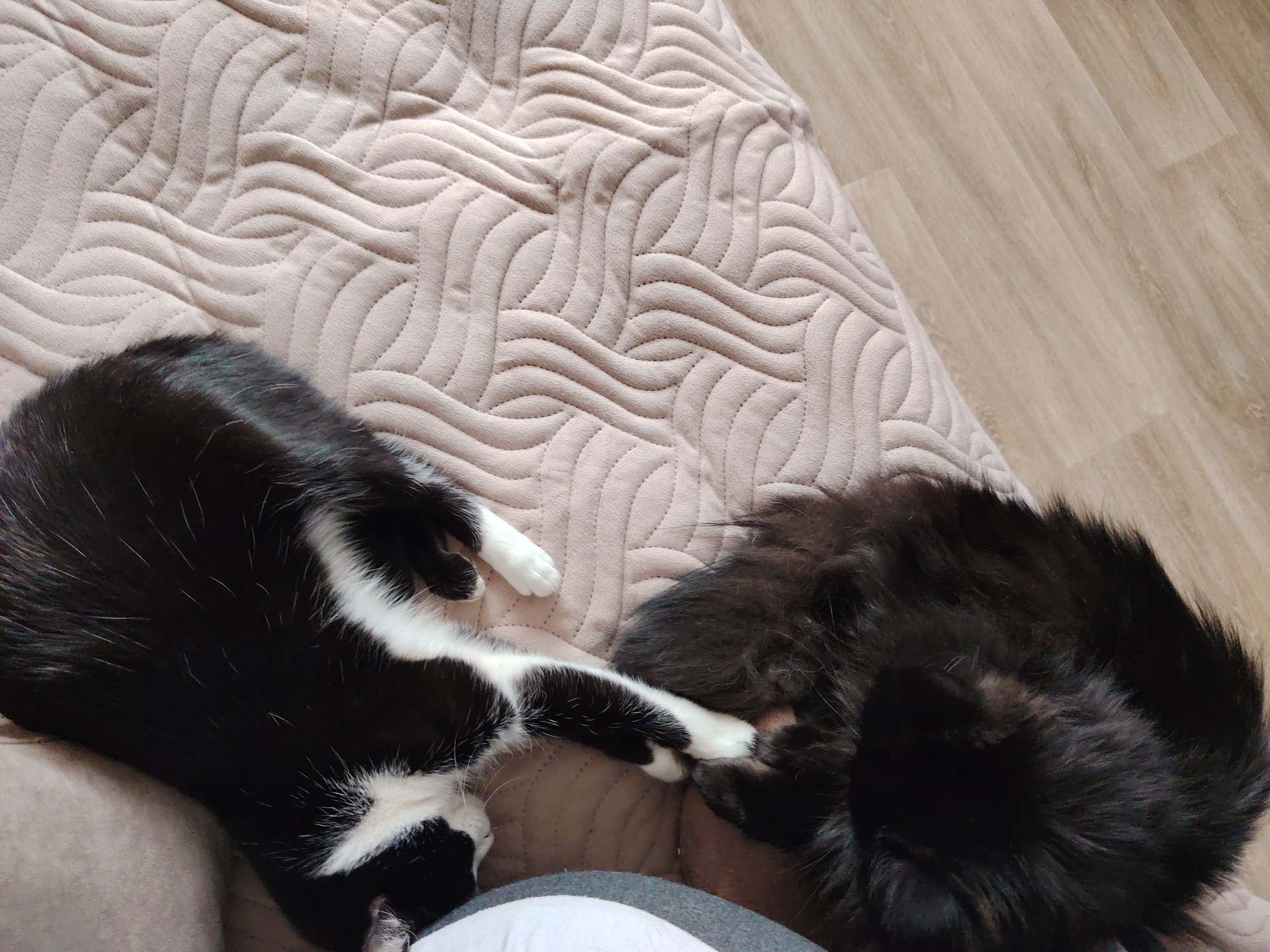 A high-angle, medium shot depicts two cats sleeping on a beige, patterned fabric surface. The surface is adjacent to light-colored wood flooring. A black and white cat is positioned on the left side of the frame, its body partially visible. Adjacent to the black and white cat is a second cat, curled into a tight ball of black fur. The image does not show a location or people.