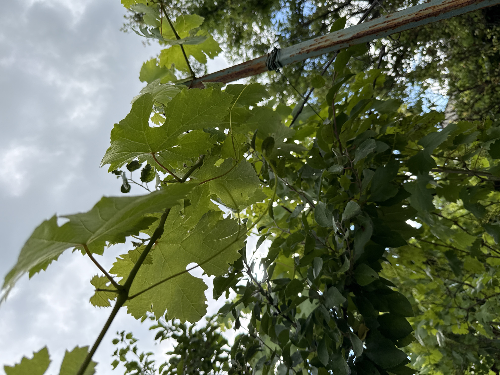 An outdoor, low-angle, eye-level medium shot captures a close-up of bright green grape leaves and vines in Obukhivka, Ukraine. The leaves are detailed, with serrated edges and visible veins. A rusty metal pole, partially wrapped with wire, stands to the right of the frame, supporting the vines. In the background, lush green foliage from other trees creates a blurred bokeh effect, with patches of bright sky and white clouds visible through the leaves. The scene is natural and uncluttered.