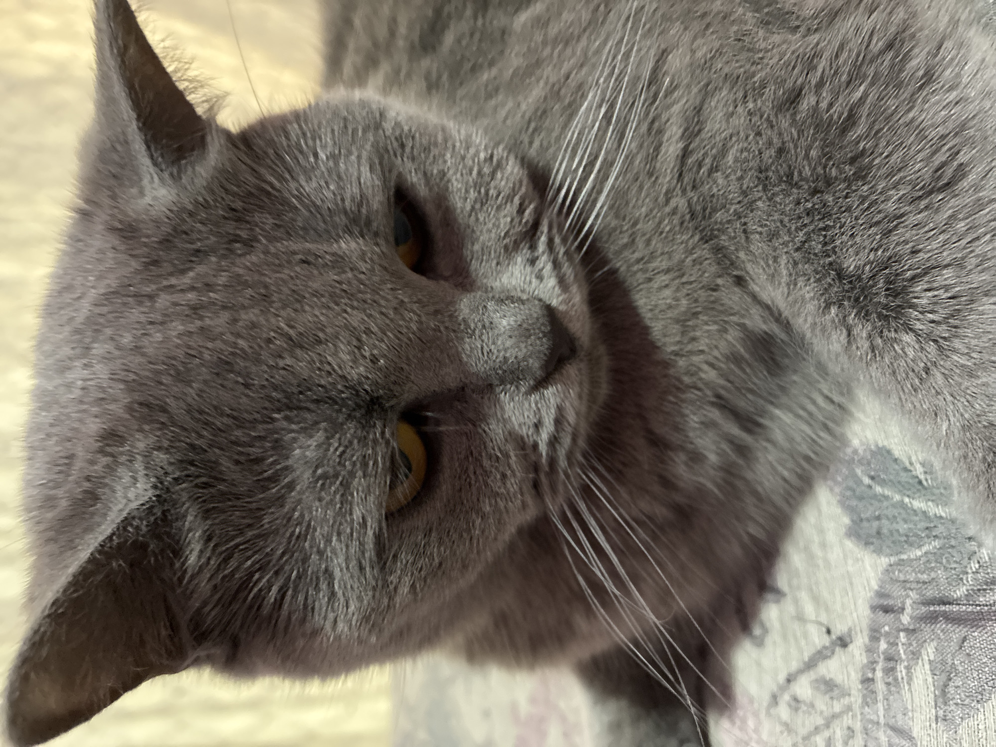 The image shows a close-up of a grey British Shorthair cat. The cat has yellow eyes and is looking downwards. It is resting on a patterned surface, possibly a blanket or sofa, with a soft yellow background. There are no discernible elements that would place this image in the city of Alanya, Turkey.
