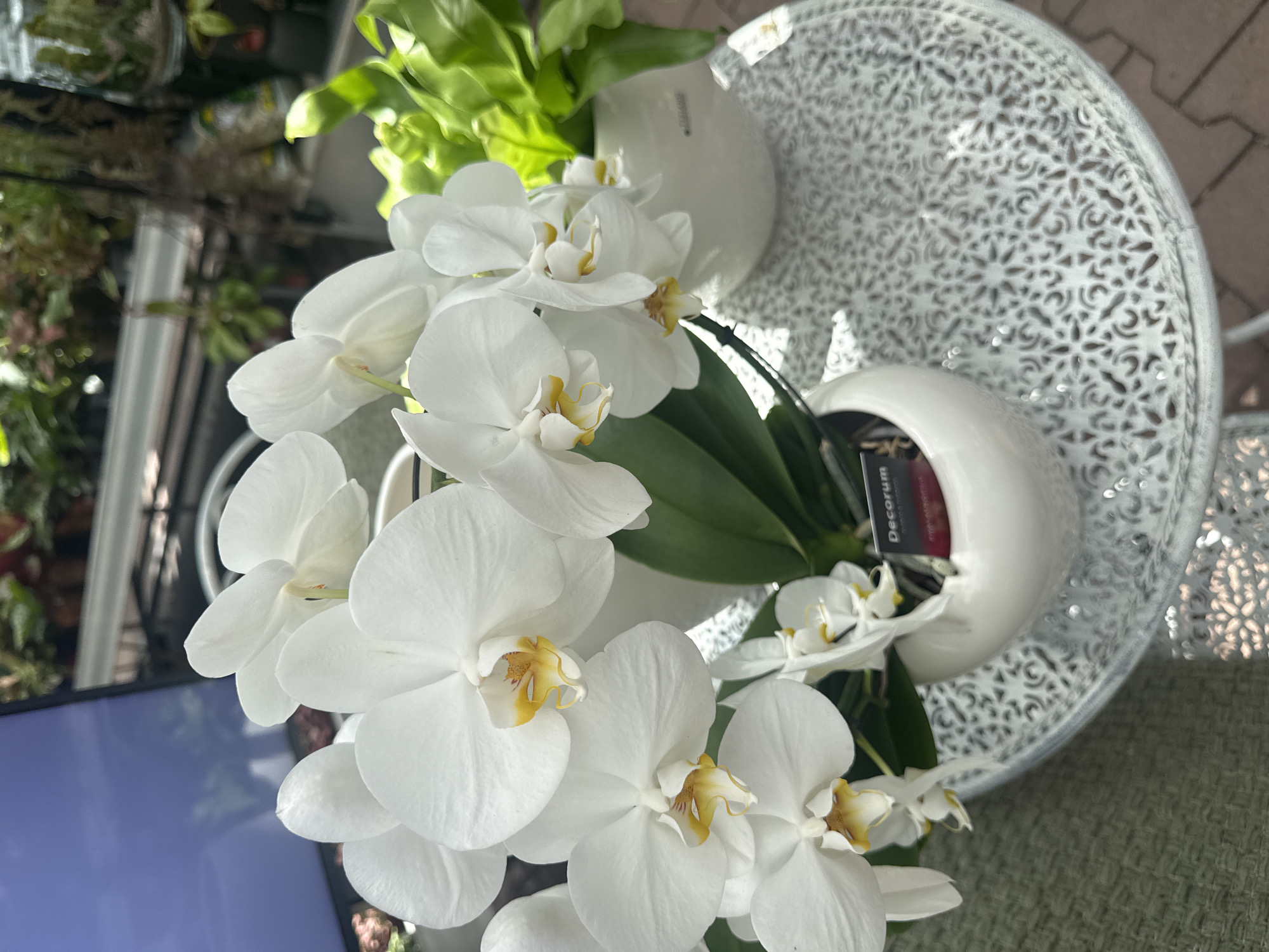 This image, taken in Fritzlar, Germany, features a close-up view of several white Phalaenopsis orchids with yellow centers. The orchids are arranged in a white ceramic pot. To the right of the orchids, a vibrant green fern is visible, also in a white pot. The scene is set on a decorative white metal table with an intricate, lace-like pattern. In the background, the blurry shapes of other plants and what appears to be a television screen or reflective surface can be seen, suggesting an indoor or semi-outdoor setting, possibly a greenhouse or a conservatory. A small plant tag, partially obscured, reads "Decoram." The lighting suggests it is daytime, with natural light illuminating the scene.