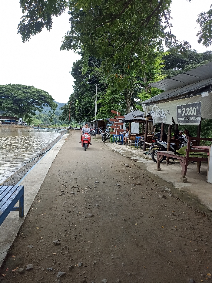 The image depicts an outdoor scene alongside a body of water, likely a lake or large pond, in a rural or semi-rural setting. A wide, unpaved dirt and gravel path runs parallel to the water on the left, which is contained by a concrete edge. In the foreground on the left, part of a blue wooden bench is visible.
In the middle of the path, a person, presumably a young man, is riding a red scooter towards the viewer. He is wearing a light-colored short-sleeved shirt. Along the right side of the path, there is a row of simple shelters or stalls with corrugated metal roofs. Underneath these shelters, several individuals are visible sitting at benches or tables, with multiple motorcycles parked nearby. A wooden signpost with several directional arrows is positioned between some of these structures.
A prominent sign on the rightmost stall displays the text "RP 7.000" (seven thousand Indonesian Rupiah) and "MUNGKIS / 12 BATANG," suggesting a price for an item sold in units of 12. Part of another sign to its left is visible, showing "RASAH" and potentially "SUNGGUH LEZAT" (Really Delicious).
The scene is heavily forested with abundant large green trees providing shade. In the distance across the water, more trees, some buildings, and hills or mountains are visible under an overcast or brightly diffused daytime sky. The location is in Kepung, Indonesia, and the atmosphere appears relaxed, suggesting a local gathering spot or marketplace by the water.