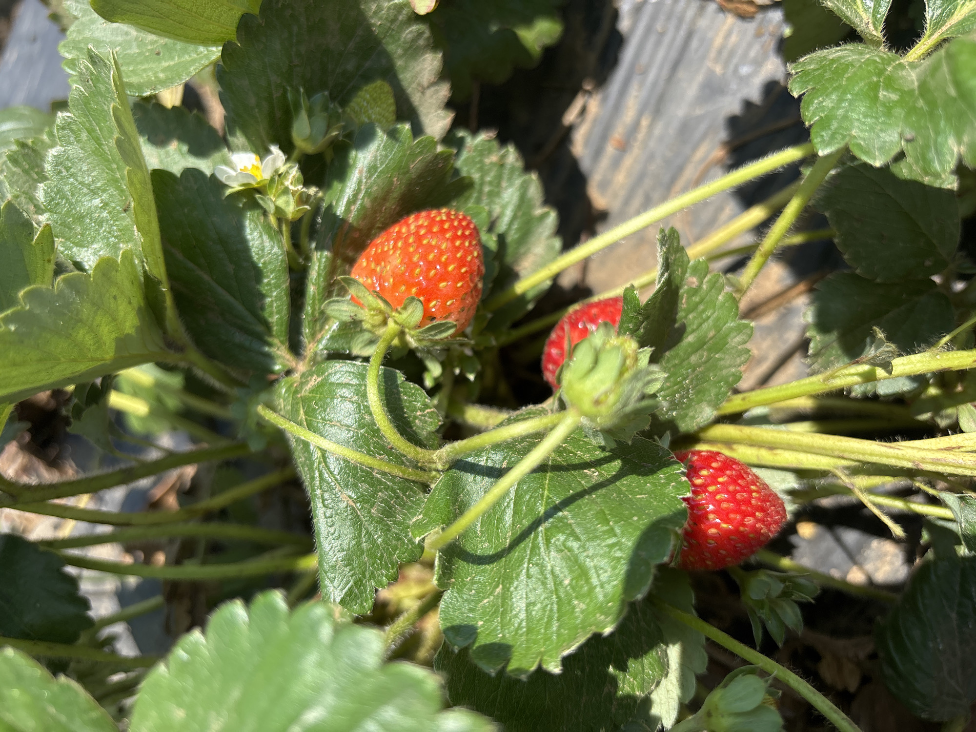 This image, taken in Prescott Valley, United States of America, shows a close-up view of a strawberry plant with several ripe strawberries and green leaves. Two red strawberries are visible, one larger and more prominent in the upper center of the frame, and another smaller one towards the bottom left. The plant has abundant green foliage, with some leaves showing texture and veins. In the background, the dark, slightly textured ground surface, possibly covered with mulch or plastic sheeting, is visible. A small white strawberry flower with yellow pistils is also present, along with some unopened flower buds. The lighting suggests a sunny outdoor environment, with shadows cast by the leaves. The focus is on the details of the strawberries and the plant, with the background out of focus.