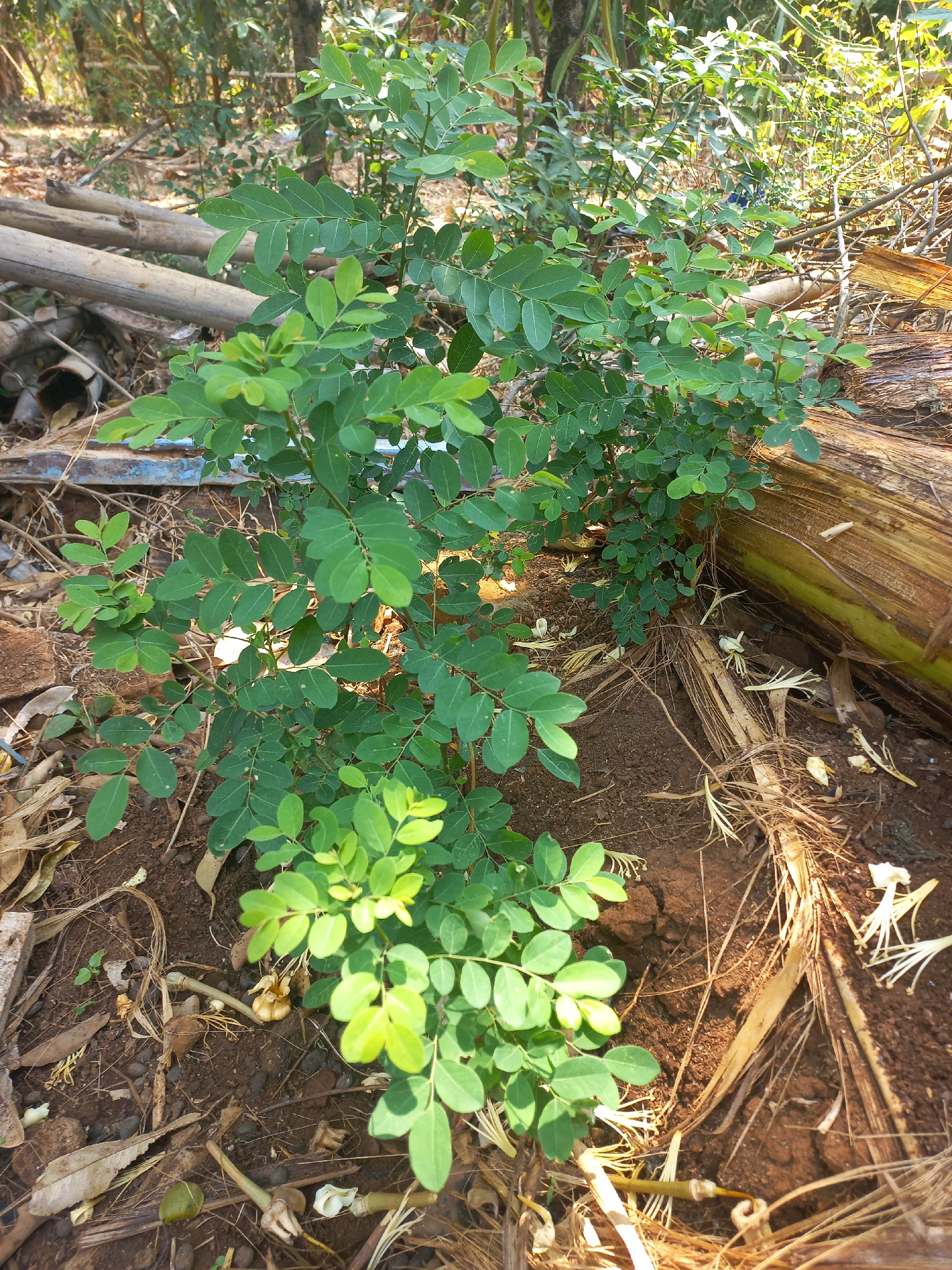 In Bondo, Indonesia, a small, leafy plant grows from the dark soil. The plant has compound leaves, with multiple small, oval-shaped leaflets arranged along stems. The leaves are primarily a vibrant green, with some of the younger leaves at the top appearing a lighter, yellowish-green. The plant is situated outdoors, surrounded by dry, brown organic matter, including fallen leaves, twigs, and what appear to be dried stalks or grasses. In the background, the environment is somewhat blurred, suggesting a natural or semi-natural setting with more vegetation and possibly some discarded items like lengths of wood or bamboo. The overall scene depicts a close-up view of the plant and its immediate surroundings in a sunlit, outdoor environment.