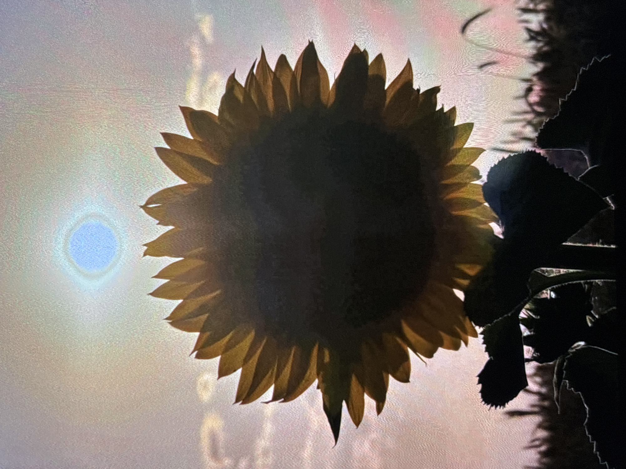 The image captures a backlit sunflower against a bright, hazy sky. The large sunflower dominates the center of the frame, appearing mostly in silhouette with its central disc a deep, dark brown or black. The petals, however, glow with a translucent golden-yellow hue where the light from behind shines through them, highlighting their individual forms.
To the left of the sunflower, the sun is visible as a distinct, bright, slightly blueish-white circular halo, indicating intense backlighting. The sky around the sun and behind the sunflower is luminous, displaying soft gradients of pale yellow, pink, and white.
On the far right side of the image, dark, jagged silhouettes of additional plant foliage, likely leaves or other parts of the sunflower plant, frame the scene, further emphasizing the strong backlight. The overall impression is one of a serene, possibly early morning or late afternoon moment. There is no visible text. The scene is located in Wolverhampton, United Kingdom.