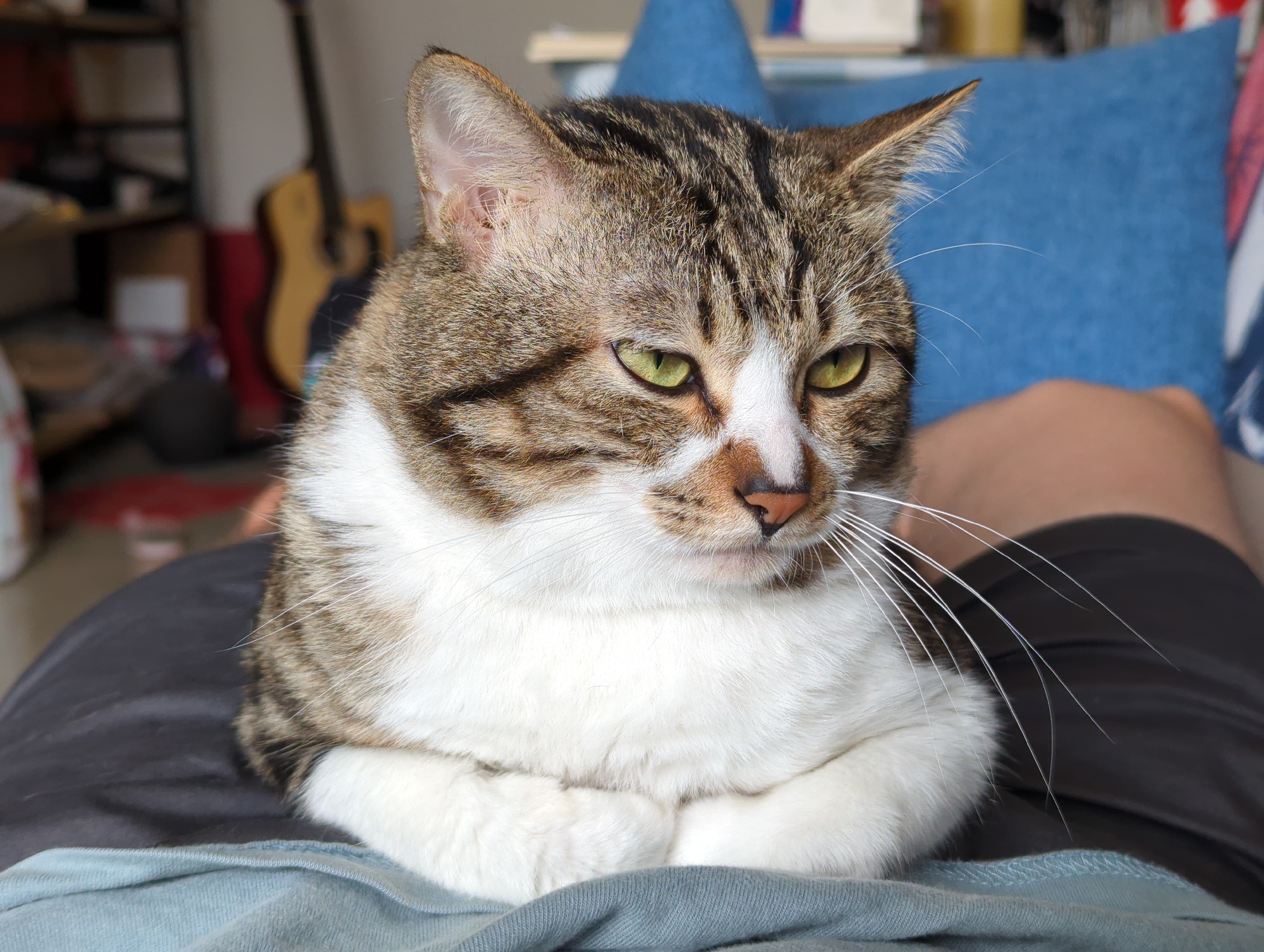 A medium shot shows a domestic cat with brown tabby markings on its head and back, and white fur on its chest and paws. The cat sits on a person's lap, with its front paws neatly tucked underneath its body. The cat has green eyes and a pink nose. In the background, a guitar is visible, leaning against a wall, and a blue pillow sits on a couch. The location is implied to be in a domestic setting but without more information I can not pinpoint the specific location in Shunde District, China.