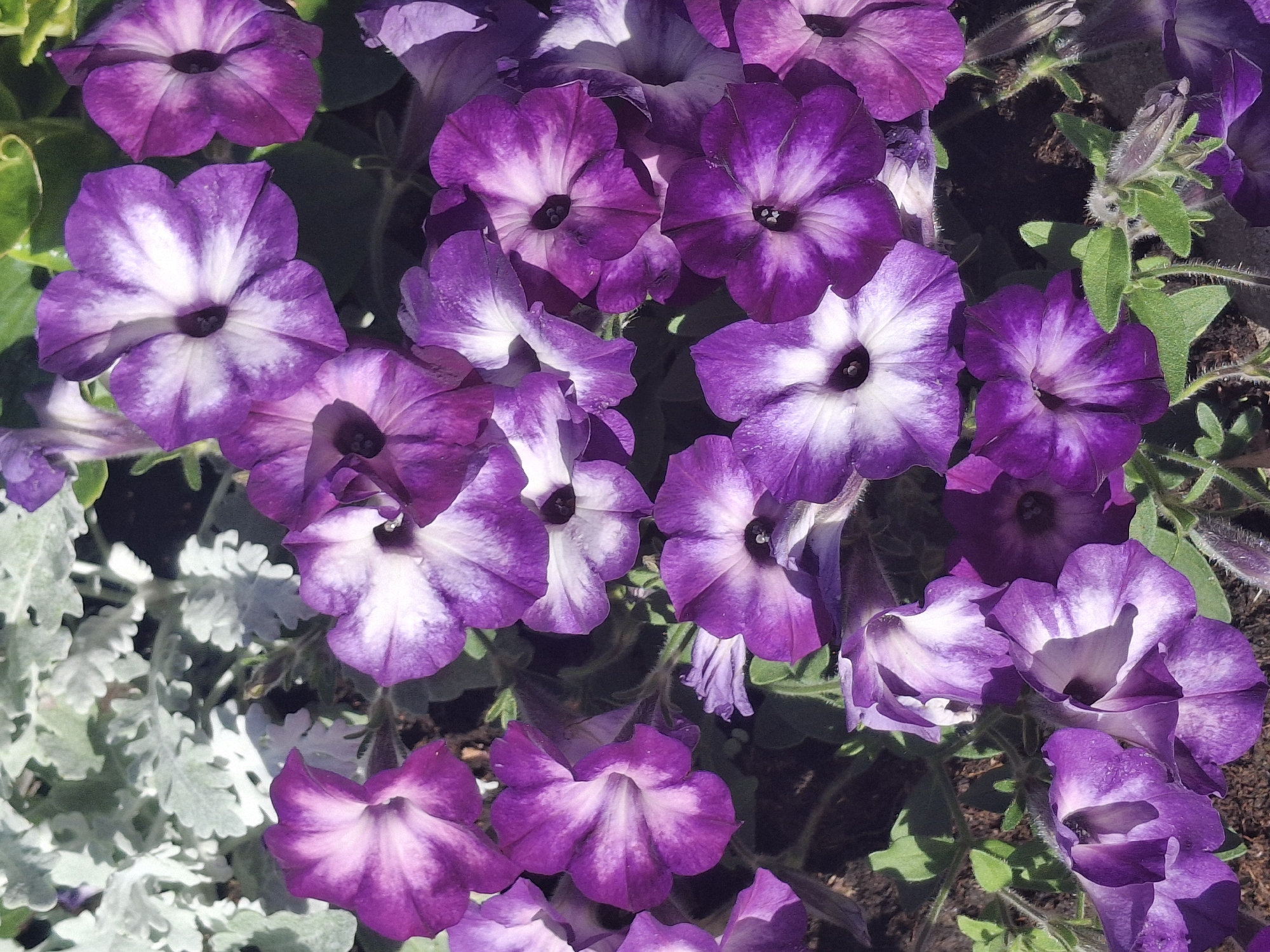 This is a close-up, top-down, eye-level, full-frame shot of a dense cluster of blooming petunias with purple and white variegated petals. The flowers have a trumpet shape with five distinct petals, each featuring a prominent dark purple center. The petals display a gradient of deep purple to lighter shades, with streaks and patches of white radiating outwards. Some flowers are fully open, revealing their centers, while others are partially closed or in bud. The background consists of out-of-focus green foliage and hints of dark soil. The overall impression is one of vibrant floral abundance. The image does not depict any specific location in the city of Ogre, Latvia, nor does it contain any people or actions.