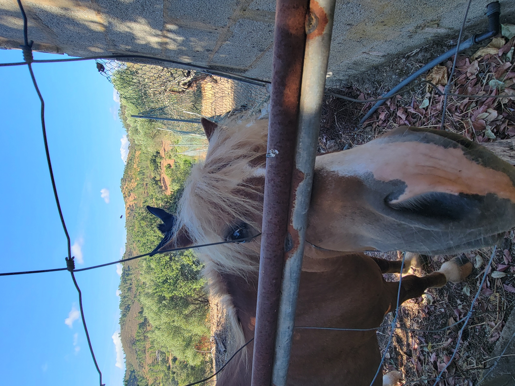 An overhead shot captures a brown and white horse peeking through a wire fence and a rusty metal bar in the foreground. The horse has a blonde mane and its head is partially obscured by the fence. In the background, rolling hills covered in green trees and shrubs are visible under a clear blue sky with scattered white clouds. A concrete wall is on the right side of the frame. The ground is covered with dry leaves and twigs.