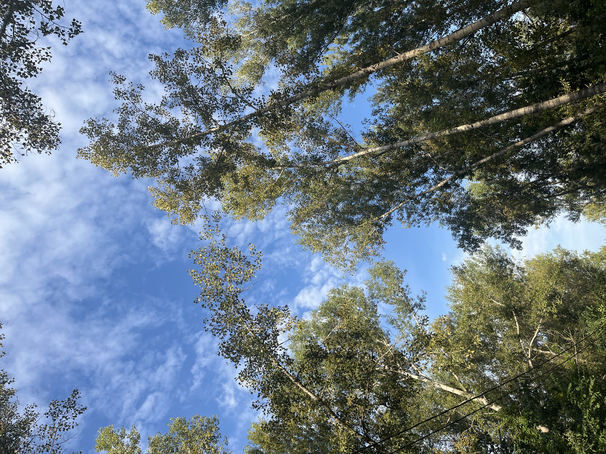 A low-angle shot captures a canopy of tall, leafy trees against a bright blue sky dotted with wispy white clouds. The trees are predominantly a mix of green and yellow foliage, suggesting an autumn or late summer season. The trunks are slender and appear to be of a deciduous species, possibly birch or poplar, given their light bark. Some of the trees are leaning, creating an interesting, slightly distorted perspective. Power lines are visible stretching horizontally across the lower left portion of the frame, intersecting with the branches of the trees. The scene is open and natural, likely an outdoor area with mature trees. The image does not contain any people, vehicles, or buildings. The setting appears to be a park or a treelined street in Ufa, Russia.