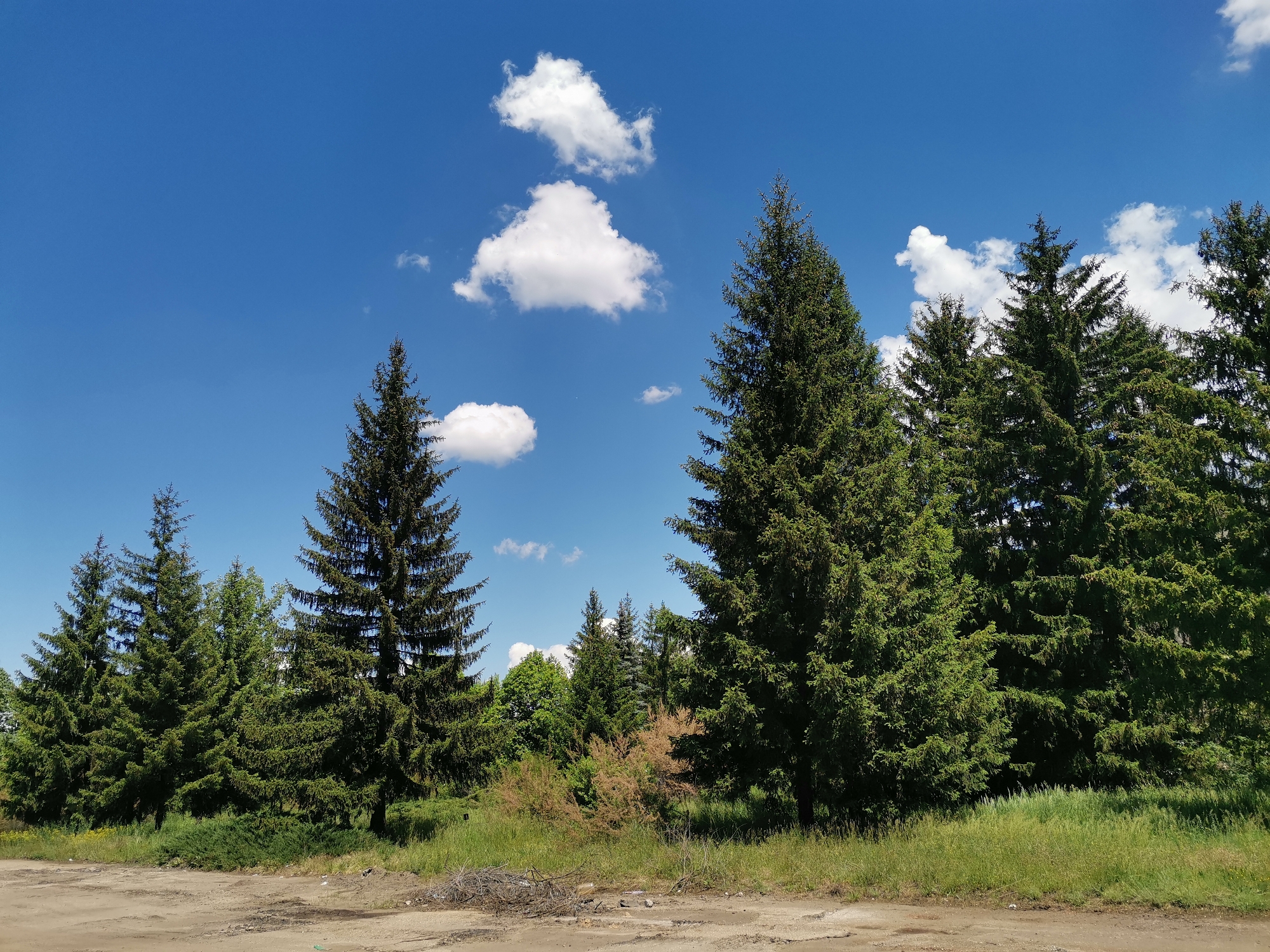 The image depicts a line of evergreen trees under a partly cloudy, blue sky. The trees are situated behind a patch of dry, grassy terrain, possibly in the city of Verinsko, Bulgaria. There are no people visible in the scene. The trees are the primary subjects, with the clouds and sky serving as a backdrop. There are no discernible actions or interactions taking place. The environment is characterized by a transition from dry, barren land to lush greenery.
