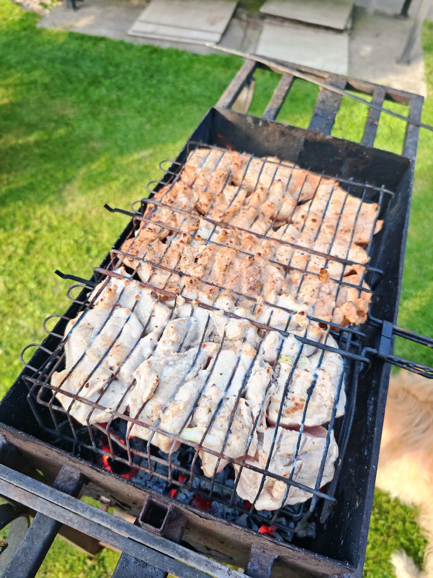 In the city of Валожынскі сельскі Савет, Belarus, a close-up, high-angle shot showcases chicken skewers grilling on a barbecue. The chicken pieces are arranged on metal skewers, with two distinct rows visible on the grill. The meat appears marinated, with visible seasonings. Below the grill, glowing red embers and gray ash indicate active cooking. The barbecue is situated outdoors on a grassy area. In the background, blurred elements suggest a paved pathway and possibly steps. A golden retriever is partially visible in the lower right corner, its fur catching the sunlight.