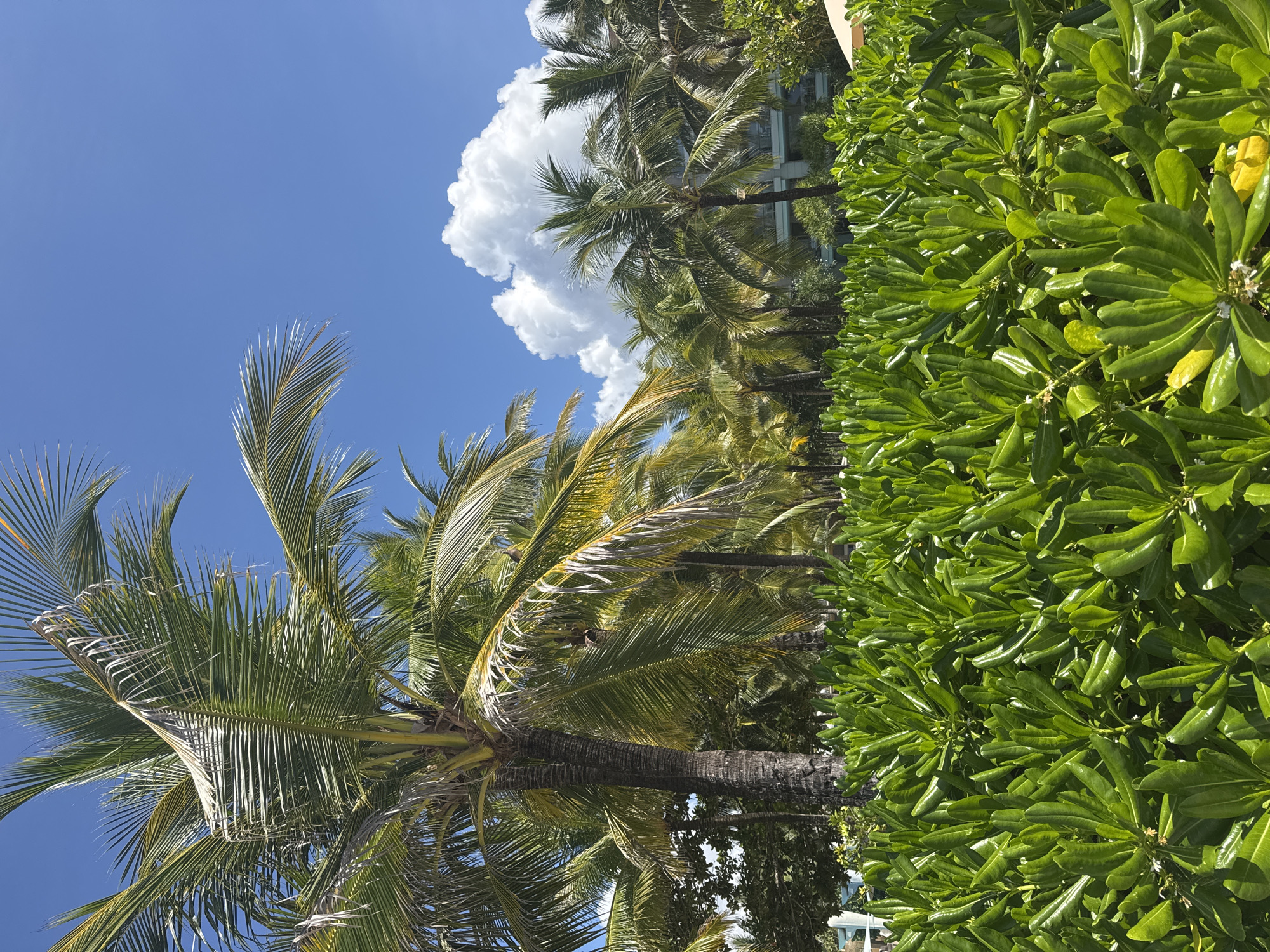 The image depicts a scene with palm trees, a large cloud in a blue sky, and a dense green hedge. The location is unknown, but the presence of palm trees suggests a tropical or subtropical climate. The scene is mostly static, with the primary subjects being the vegetation and the sky. There are no discernible people or actions taking place. The hedge is located on the right side of the frame, with a building visible in the background.