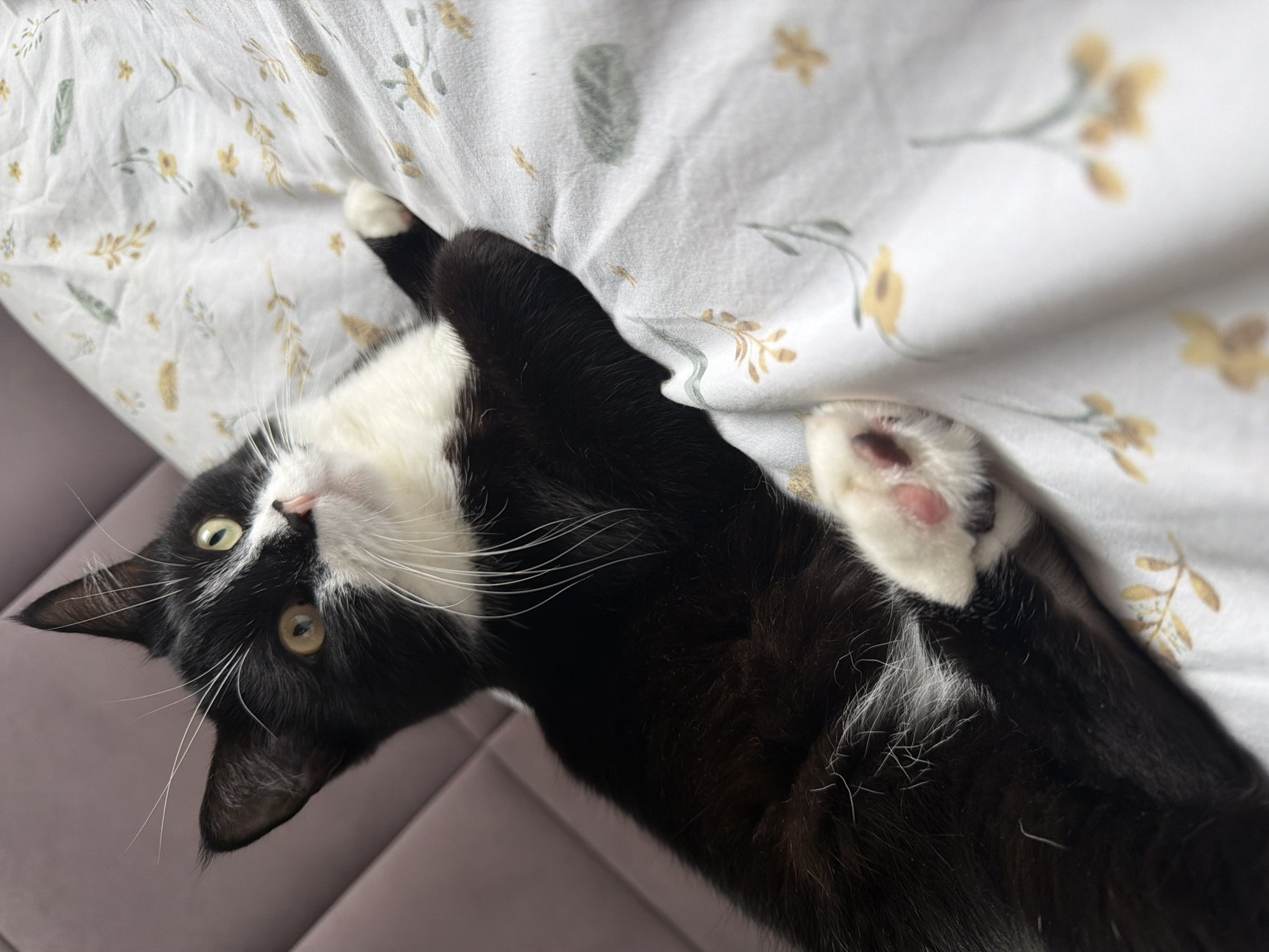 A black and white cat with yellow eyes is lying on a bed with a floral patterned duvet. The cat is partially obscured by the duvet, but its head, one paw, and part of its body are visible. The background is a blurry pink headboard. This scene is not located in Chekhov, Russia.