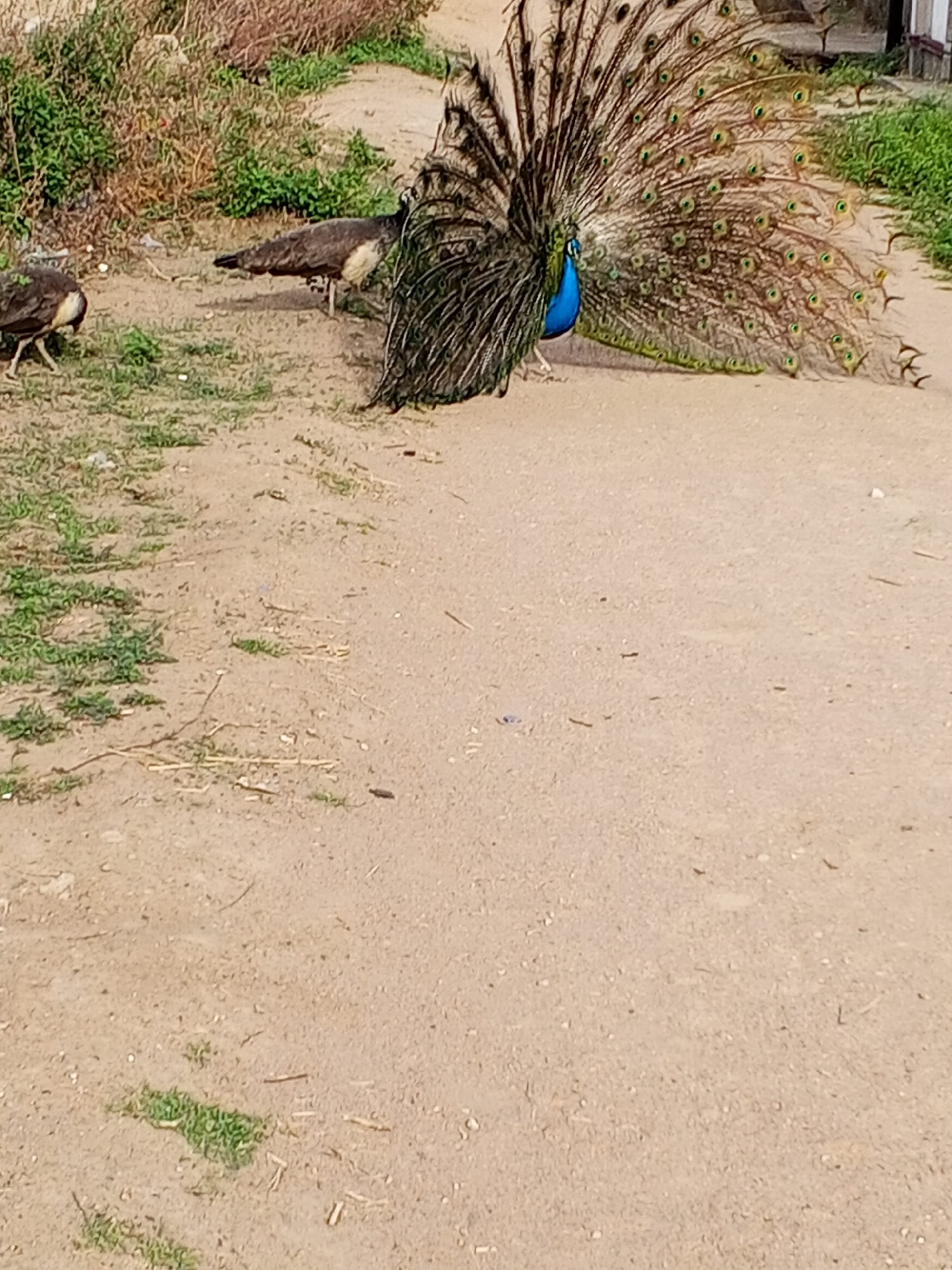 A peacock is displaying its plumage on a dirt road in an outdoor location, likely in Adonkolo, Nigeria, given the prompt. Two peahens are standing to the left of the peacock. The surrounding area includes vegetation on either side of the road.