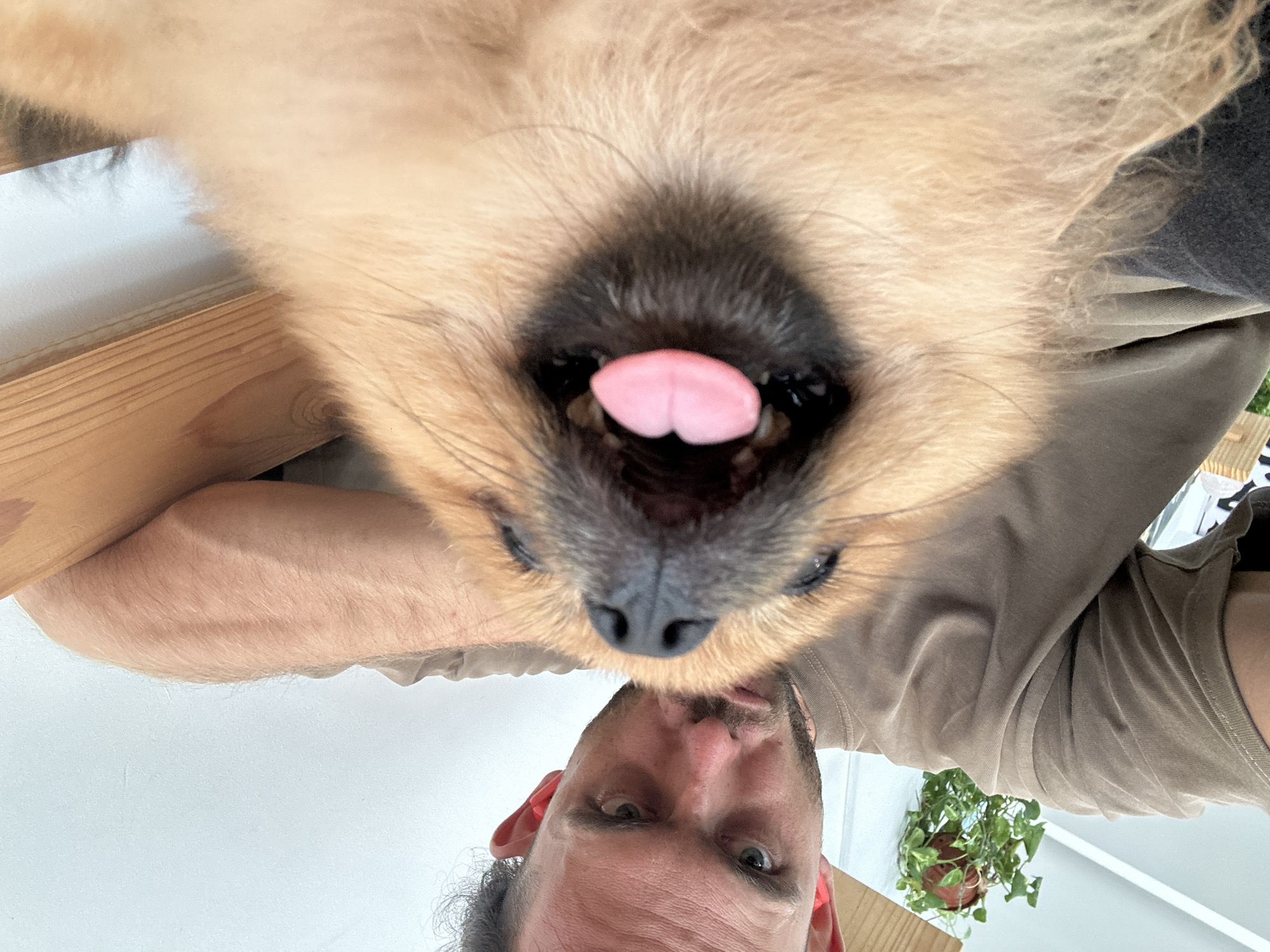 A close-up selfie shows a man and a Pomeranian dog. The man, with short dark hair and a beard, is wearing a taupe t-shirt and has his arm around the dog. He is looking down at the dog with a stern expression. The dog, with fluffy tan fur, is looking up at the camera with its mouth open and tongue sticking out. The background is a plain white wall with a hanging potted plant and some wooden furniture. The scene appears to be indoors, possibly in a home. There is no discernible information to place this image in Đà Nẵng, Vietnam.