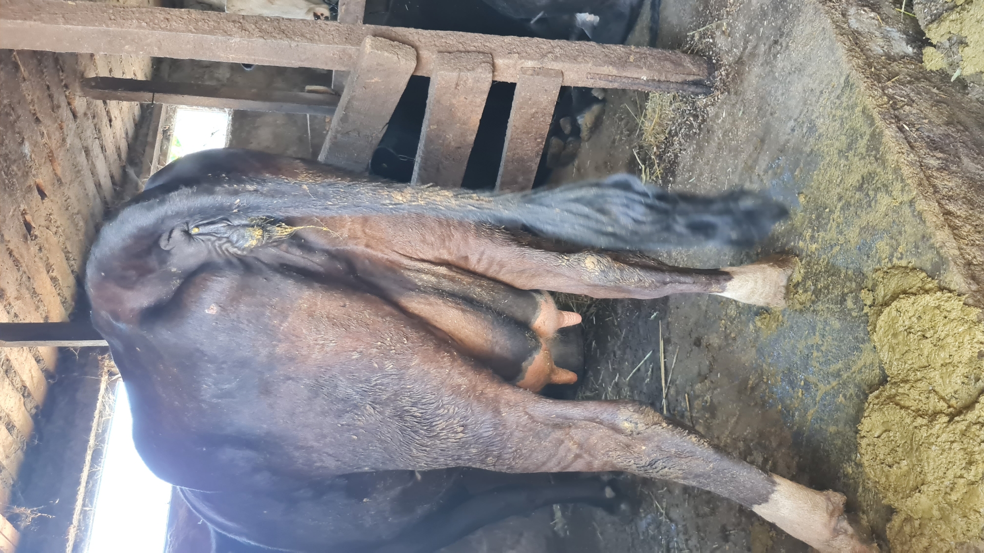 The image shows the rear end of a dark brown cow standing in what appears to be a barn or stable. The cow's tail, which is black and bushy at the end, hangs down. Yellowish feces are visible around the cow's rear end and on the ground in front of its hind legs. The ground is dirty and appears to be a mix of mud and straw. In the background, wooden structures and more of the animal can be seen. The scene suggests a farm or agricultural setting. The location is Unknown, Unknown.