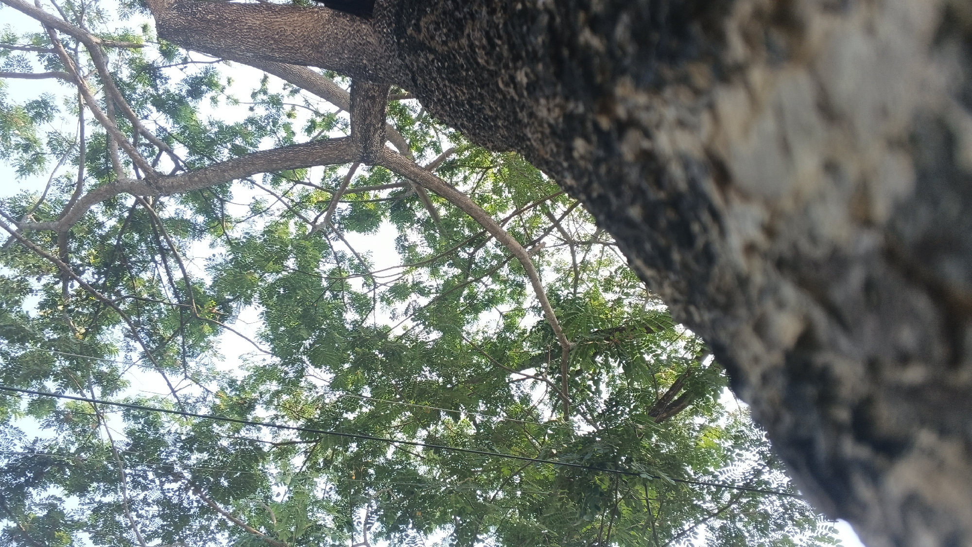 The image captures a low-angle view looking upwards through the branches and dense green foliage of a large tree. The rough, textured bark of the tree trunk is prominent in the foreground, particularly on the right side, and extends across the top of the frame. Thin, intersecting branches spread out, creating a canopy through which the sky is visible. A few dark, horizontal lines, possibly power or telephone wires, are visible among the branches and leaves. The overall scene suggests an outdoor environment in Ngampel, Indonesia, likely a public area or residential yard with mature trees.