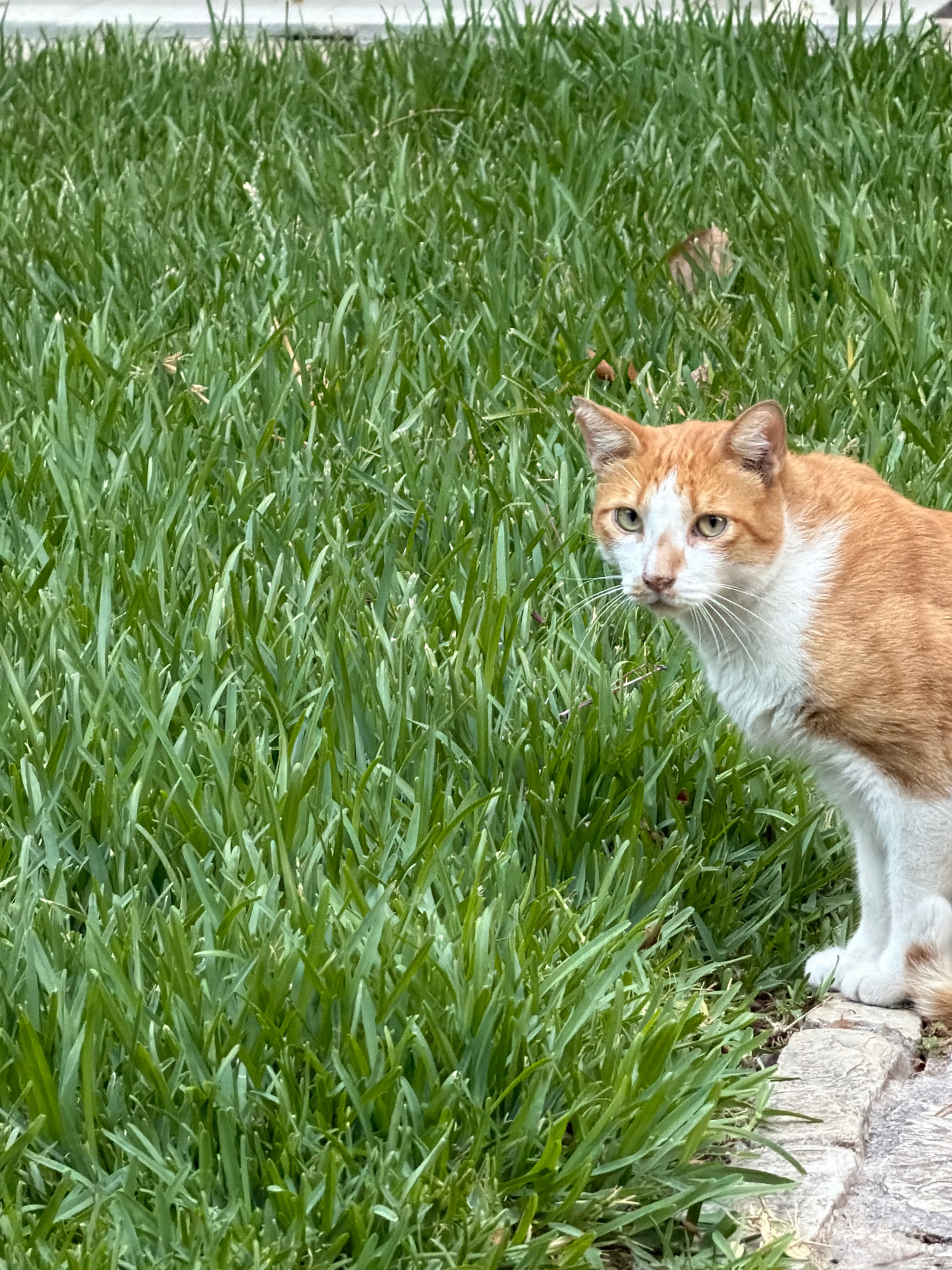 An orange and white cat with green eyes is partially obscured by tall green grass. The cat is looking towards the right side of the frame, with its head turned slightly. The cat's front paws and tail are visible, and it is standing on a stone pathway. The grass is dense and appears to be a lawn or park area. The scene is outdoors, with natural lighting. The image does not contain any specific landmarks or architectural features that would indicate its location in Salou, Spain.