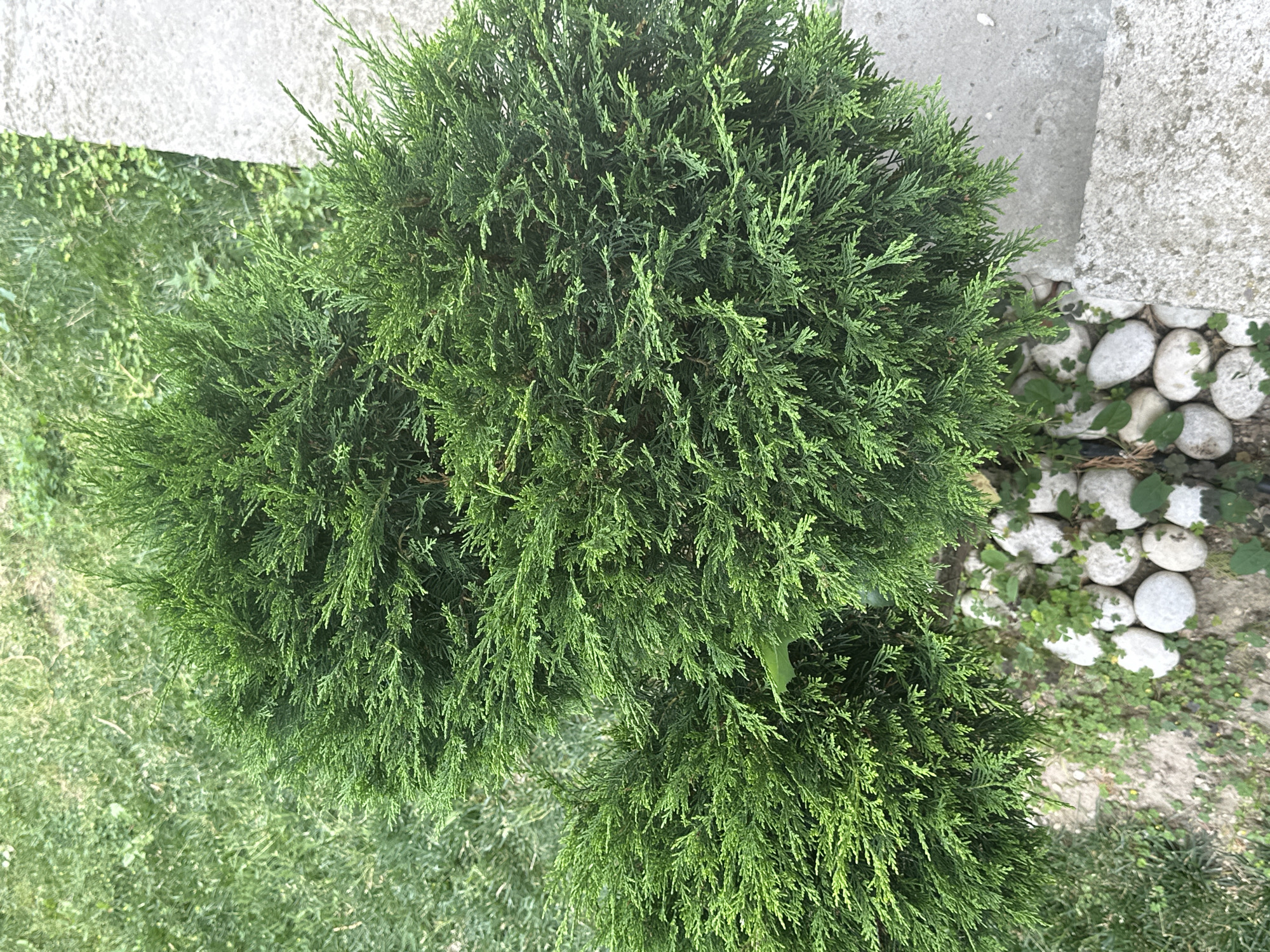 The image shows a close-up view of two green, rounded coniferous shrubs planted in a decorative arrangement of smooth, light-colored stones. The shrubs are lush and dense with fine, feathery foliage. The ground around the shrubs is a mix of dry soil and green grass. To the right of the shrubs, a textured concrete surface is visible, possibly a pathway or bordering. The scene appears to be outdoors, in a garden or yard setting, with natural daylight illuminating the vegetation. The specific location in Asenovgrad, Bulgaria, is not visually discernible from the image itself.