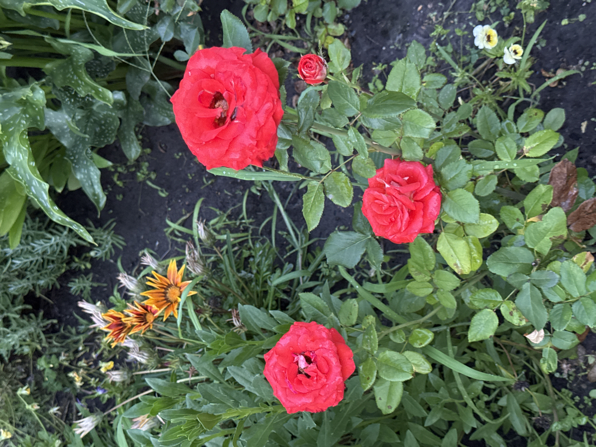 The image depicts a garden scene with multiple red roses in bloom. One large rose is centrally located, with two smaller roses below it. A bud is also visible on the plant. In the background, there are orange and yellow flowers, as well as green foliage and dark soil. The overall impression is that of a well-tended garden. The photograph was taken in Chykalivka, Ukraine.