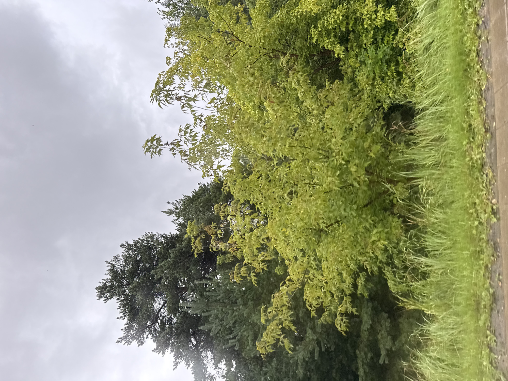 The image depicts a dense cluster of trees and foliage with tall grass in the foreground. The trees consist of both evergreen and deciduous varieties, with the deciduous trees showcasing a vibrant green foliage, suggesting it is likely summer or early autumn. The sky is overcast with gray clouds. In the foreground, tall green grass grows densely, bordering a muddy or wet path, possibly a roadside. There are no people or animals visible in the scene. The overall impression is a natural, somewhat wild setting, possibly on the outskirts of an urban area or in a park. Without further context or specific landmarks, it is impossible to pinpoint the exact location within Tallinn, Estonia.