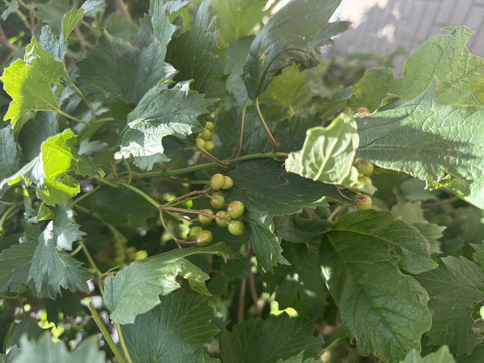 This is a close-up, high-angle shot of green leaves and unripe fruit on a bush. The leaves are broad with serrated edges and visible veins. Several clusters of small, round, greenish-yellow fruits are scattered throughout the branches. The lighting suggests it is daytime, with sunlight filtering through the foliage, creating bright highlights and shadows. The background is out of focus, showing a blurry light-colored surface that could be a wall or pavement, hinting at an urban environment. The scene is likely located in Rostov-on-Don, Russia, as indicated by the prompt.